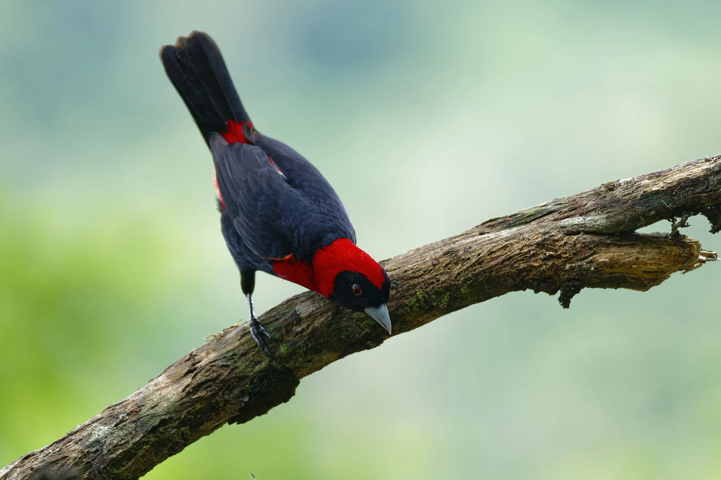 _DSC1318crimson collared tanagerlong tailed sliky flycatcher.jpg