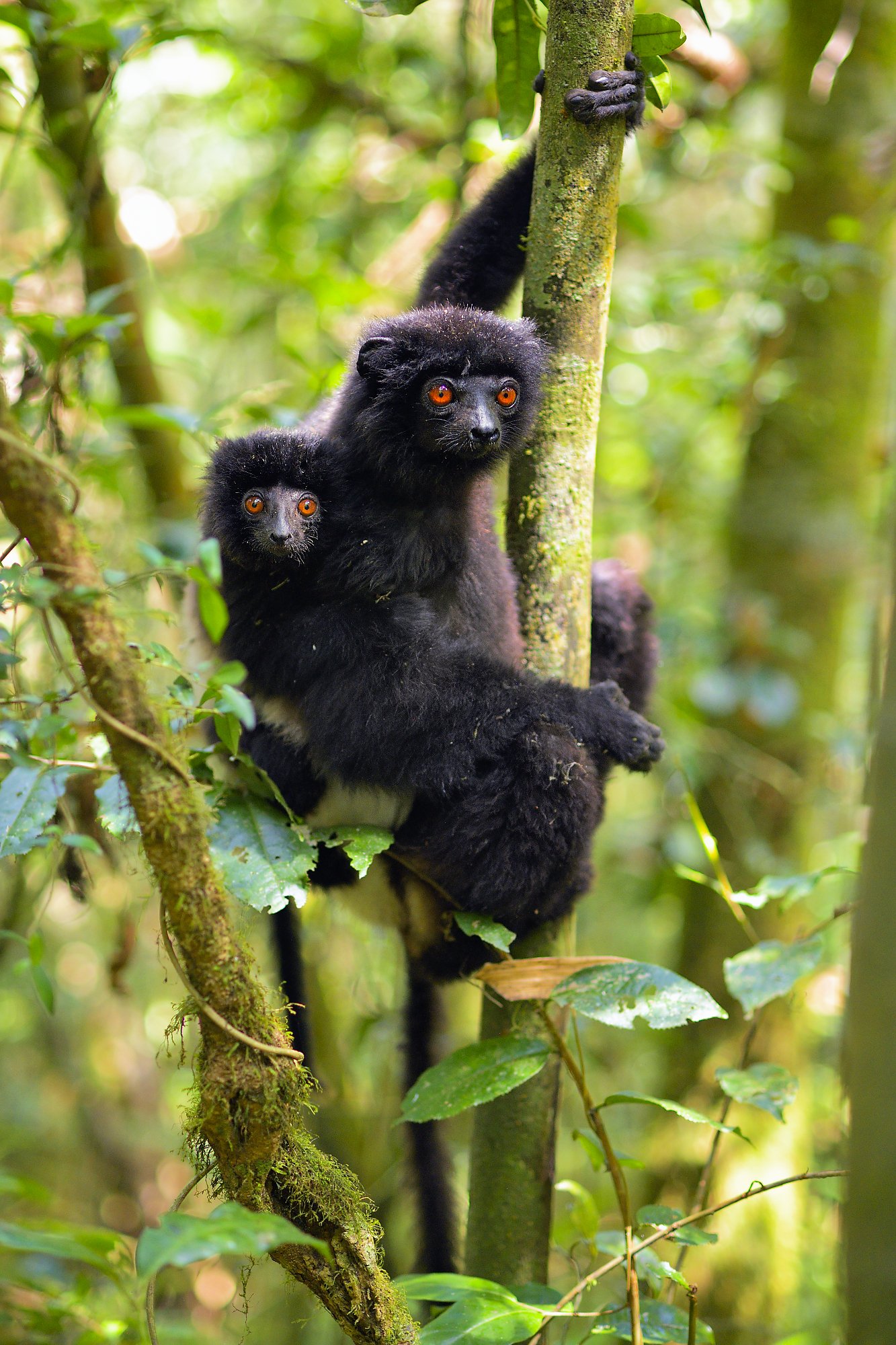 sifaka mom babepalebilled woodpecsker.jpg