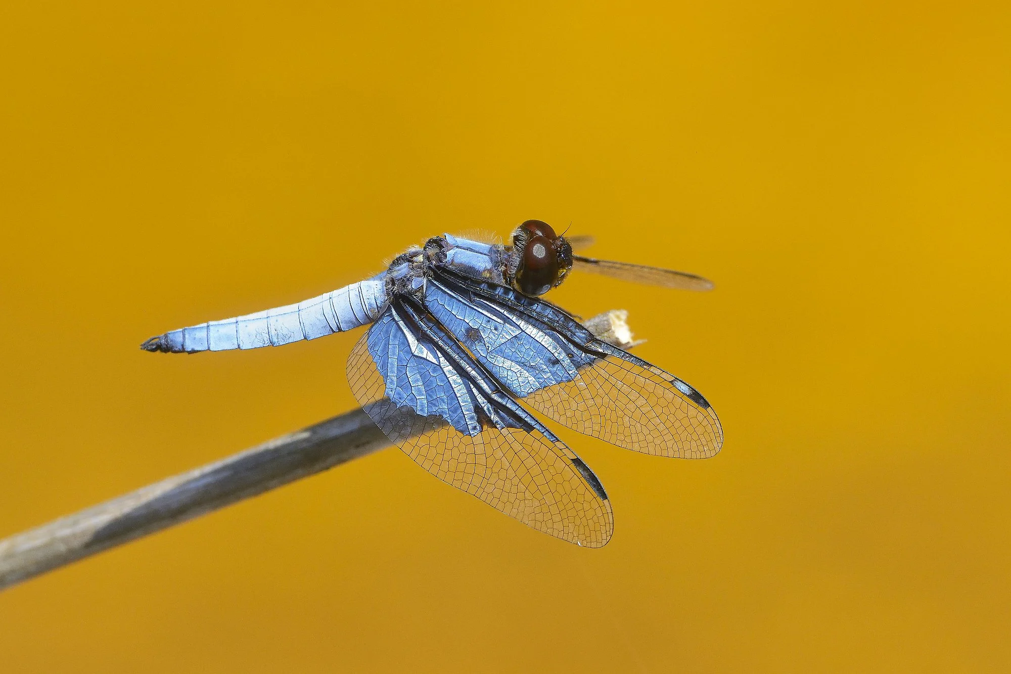dragonfly sp 2palebilled woodpecsker.jpg