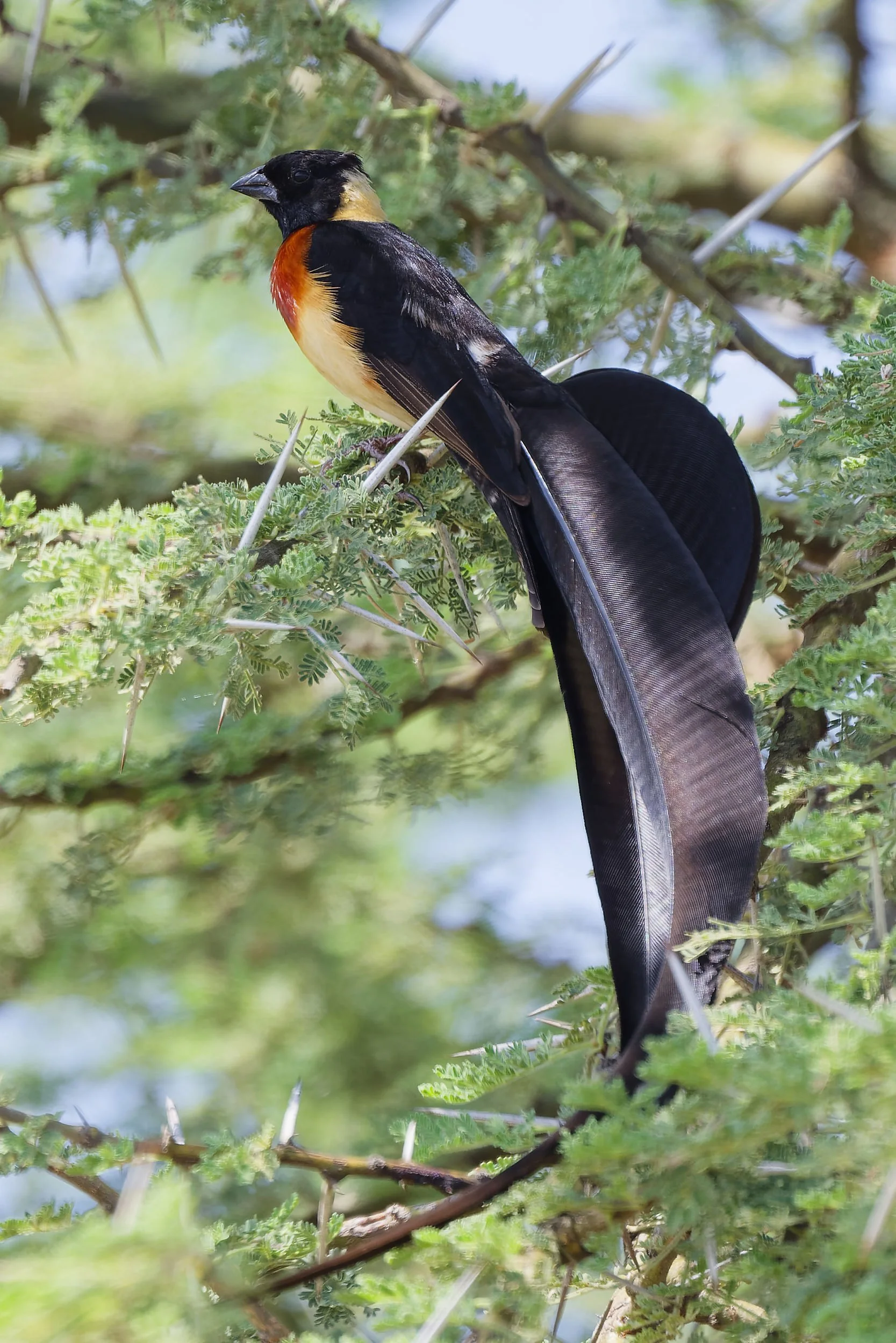 _DSC3367whydahlong tailed sliky flycatcher.jpg