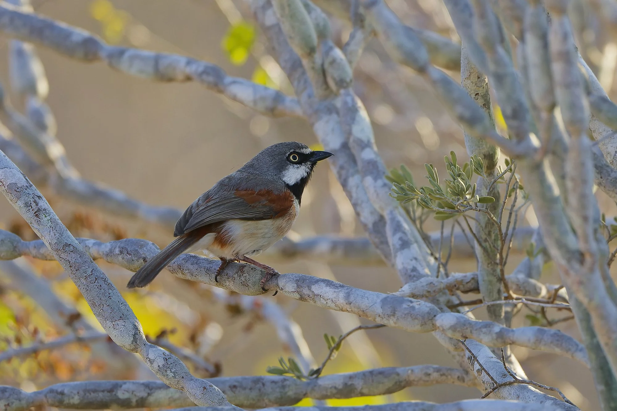 _DSC4689red tailed vangapalebilled woodpecsker.jpg