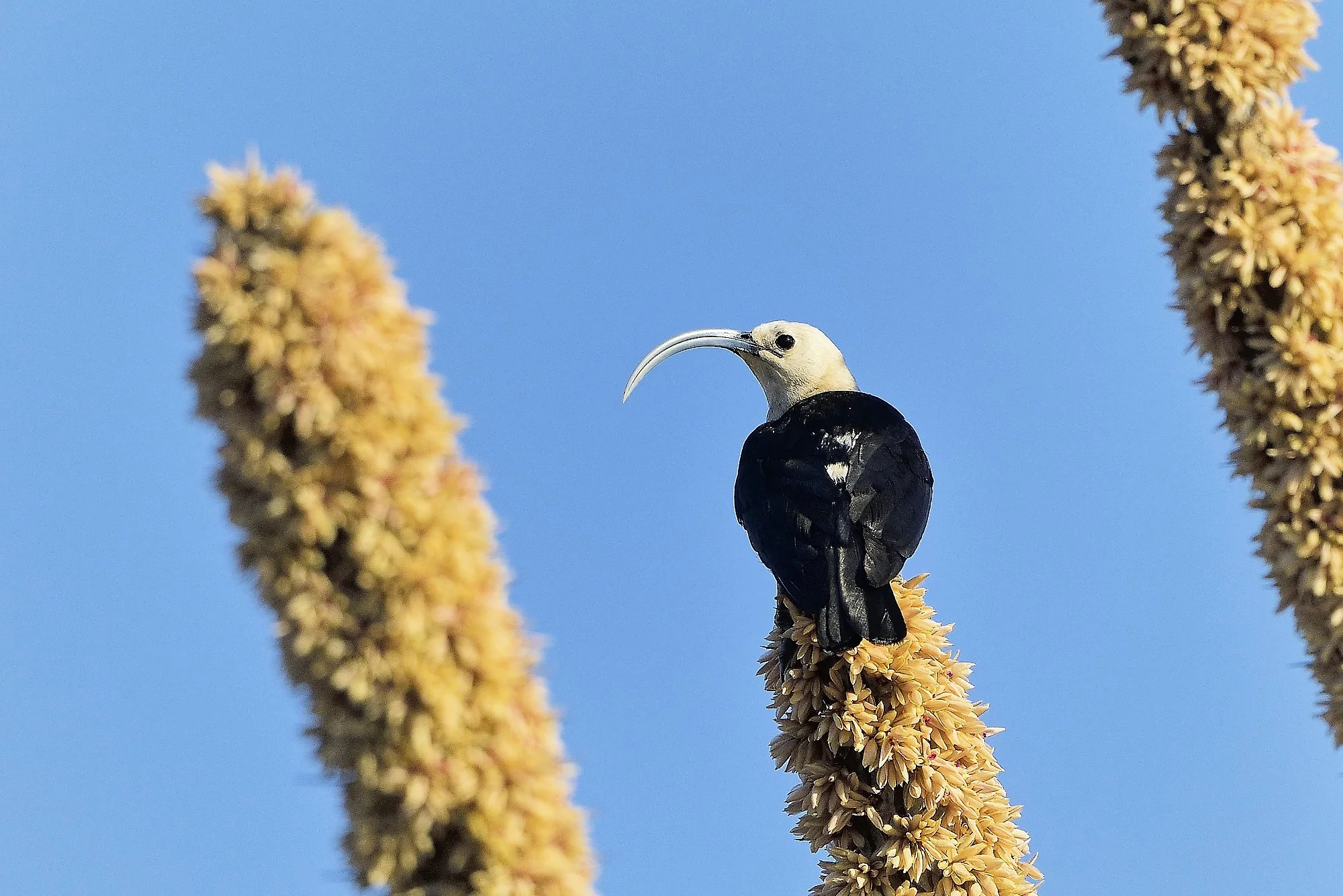 vanga2palebilled woodpecsker.jpg