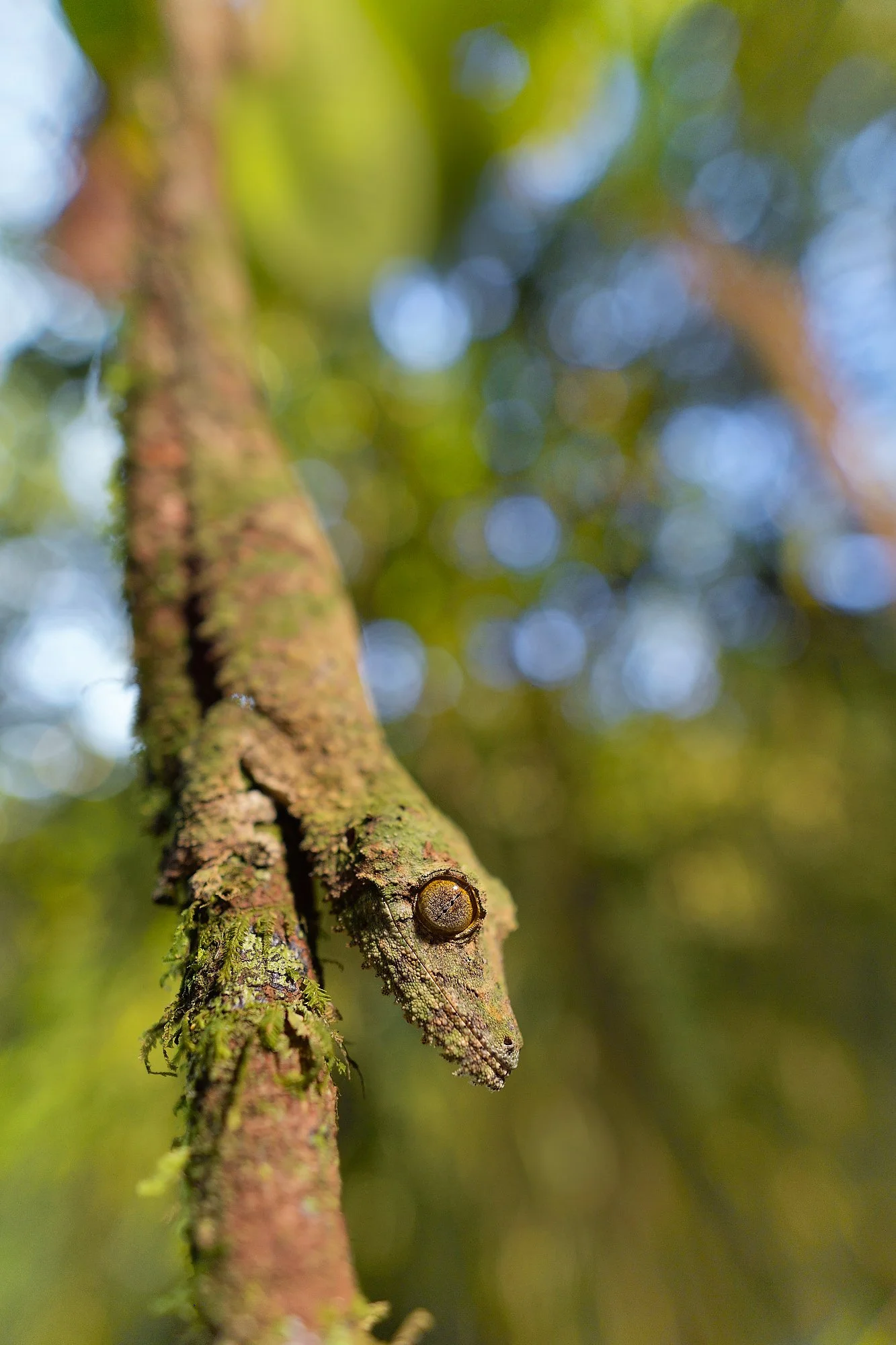 mossy leaf tailed geckopalebilled woodpecsker.jpg