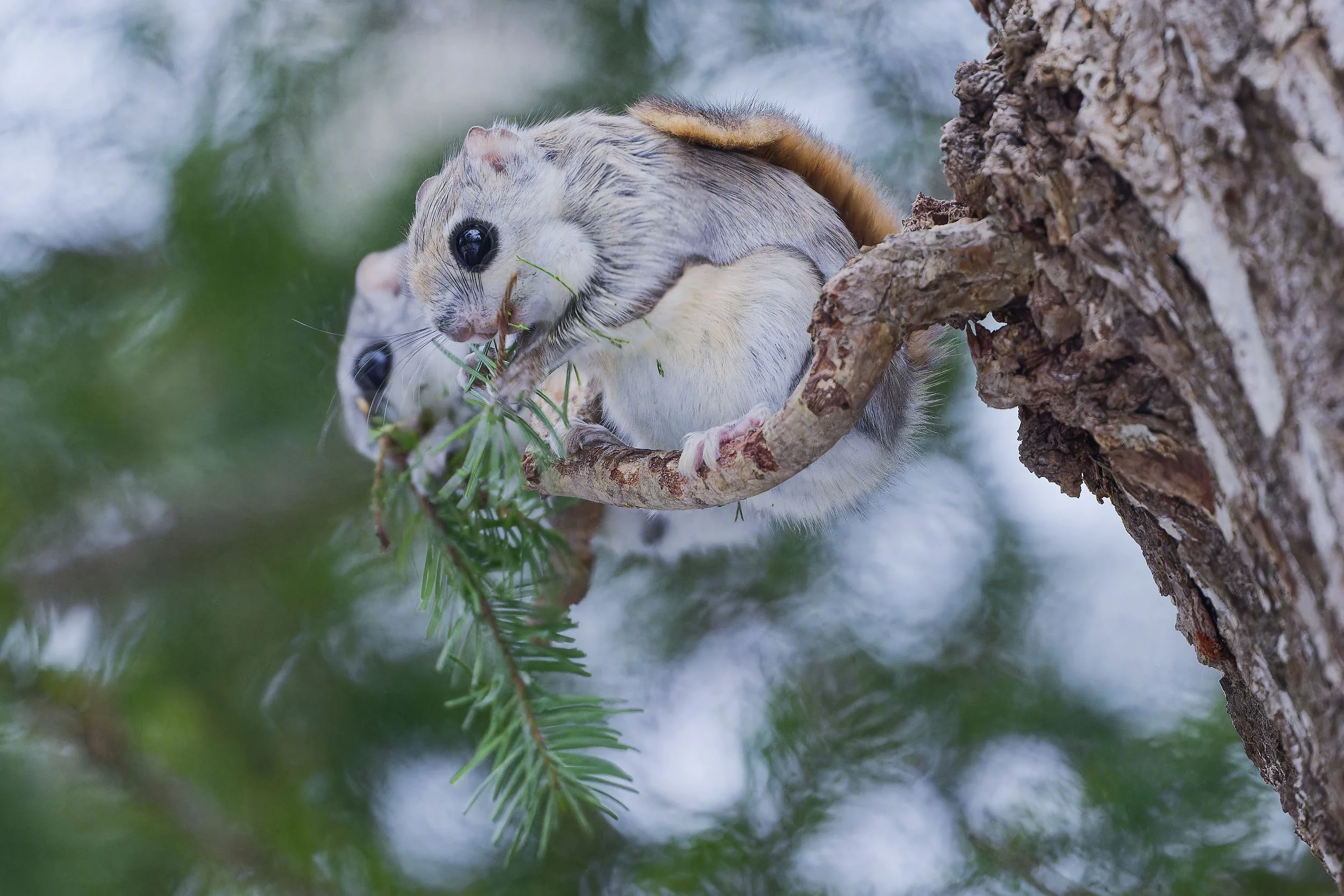 _DSC4378siberian flying squirrel2.jpg