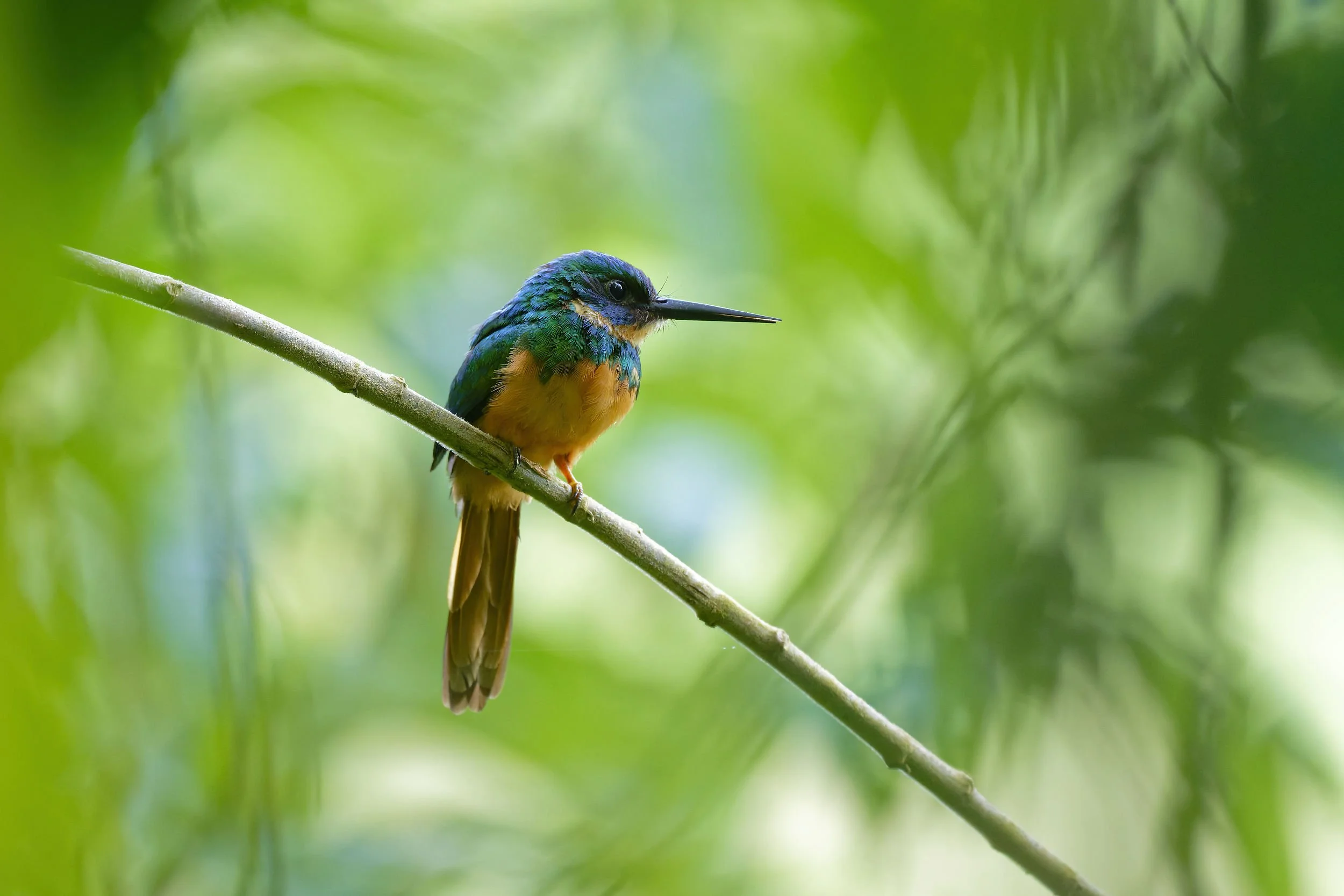 _DSC9557jacamarlong tailed sliky flycatcher.jpg
