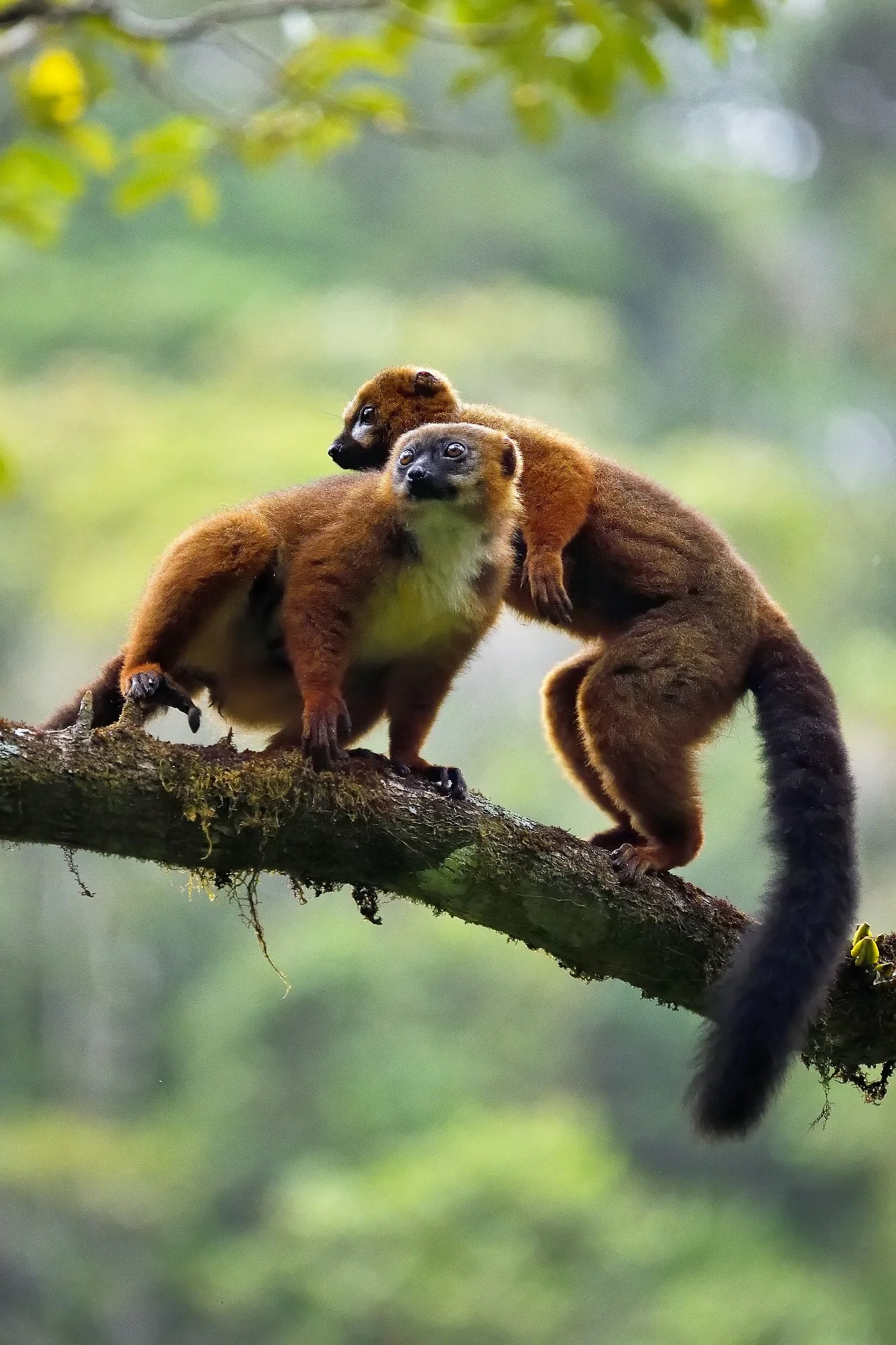 red bellied lemurpalebilled woodpecsker.jpg