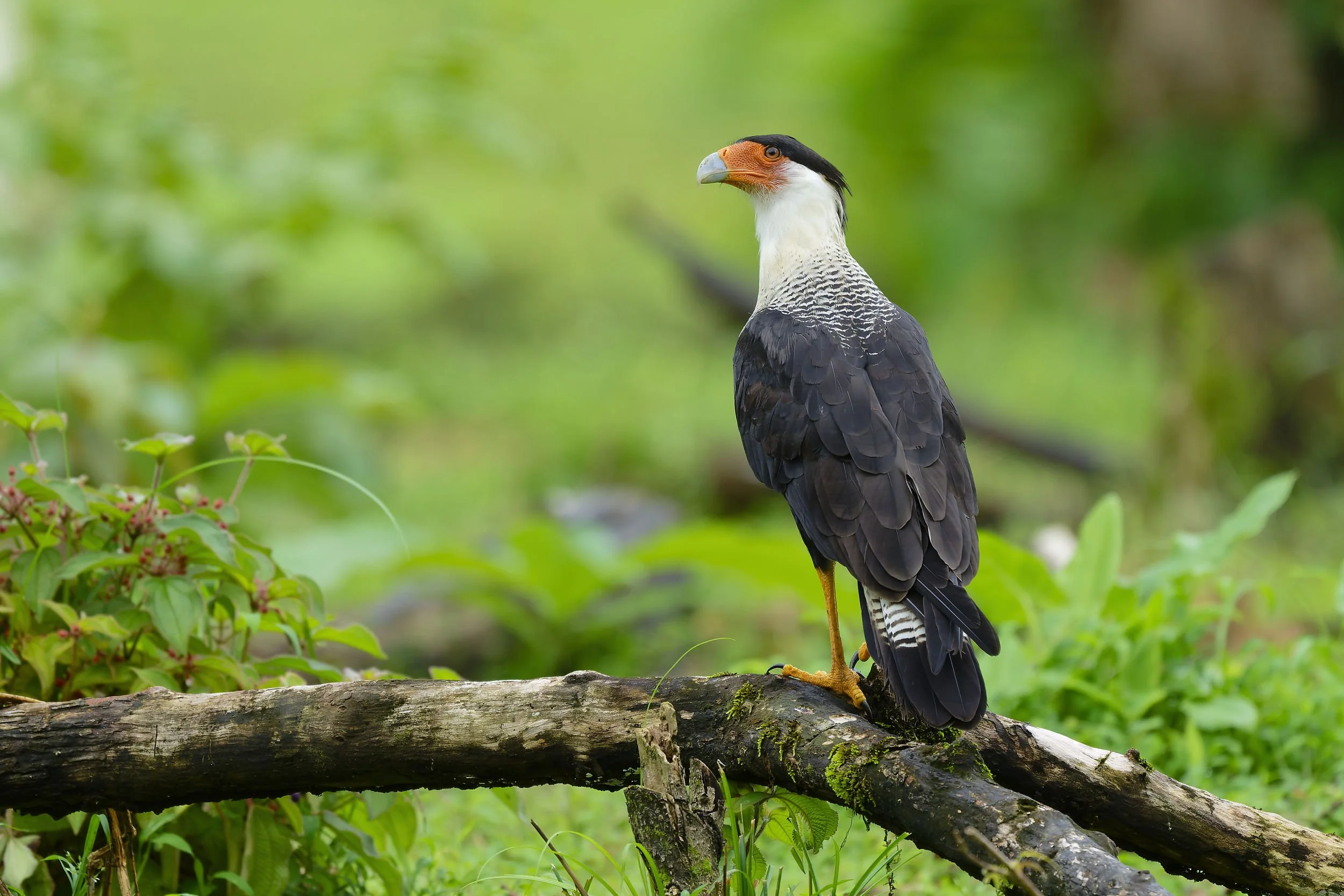 _DSC4946crested caracaralong tailed sliky flycatcher.jpg