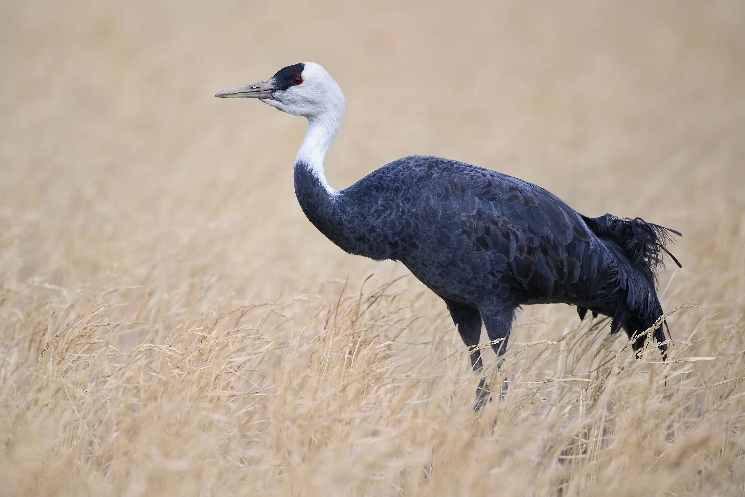 _DSC7835hooded crane_01.jpg
