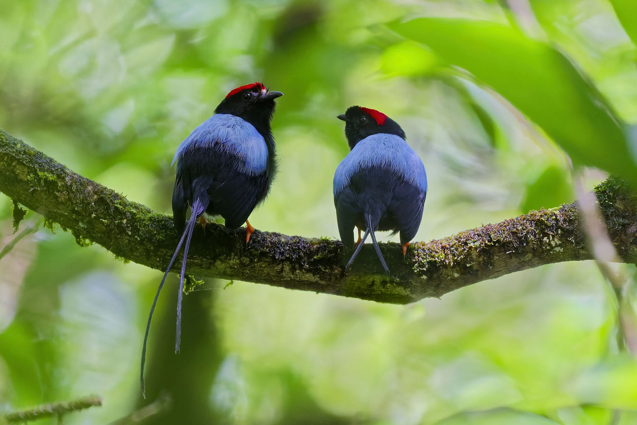 _DSC0156long tailed manakin 2long tailed sliky flycatcher.jpg