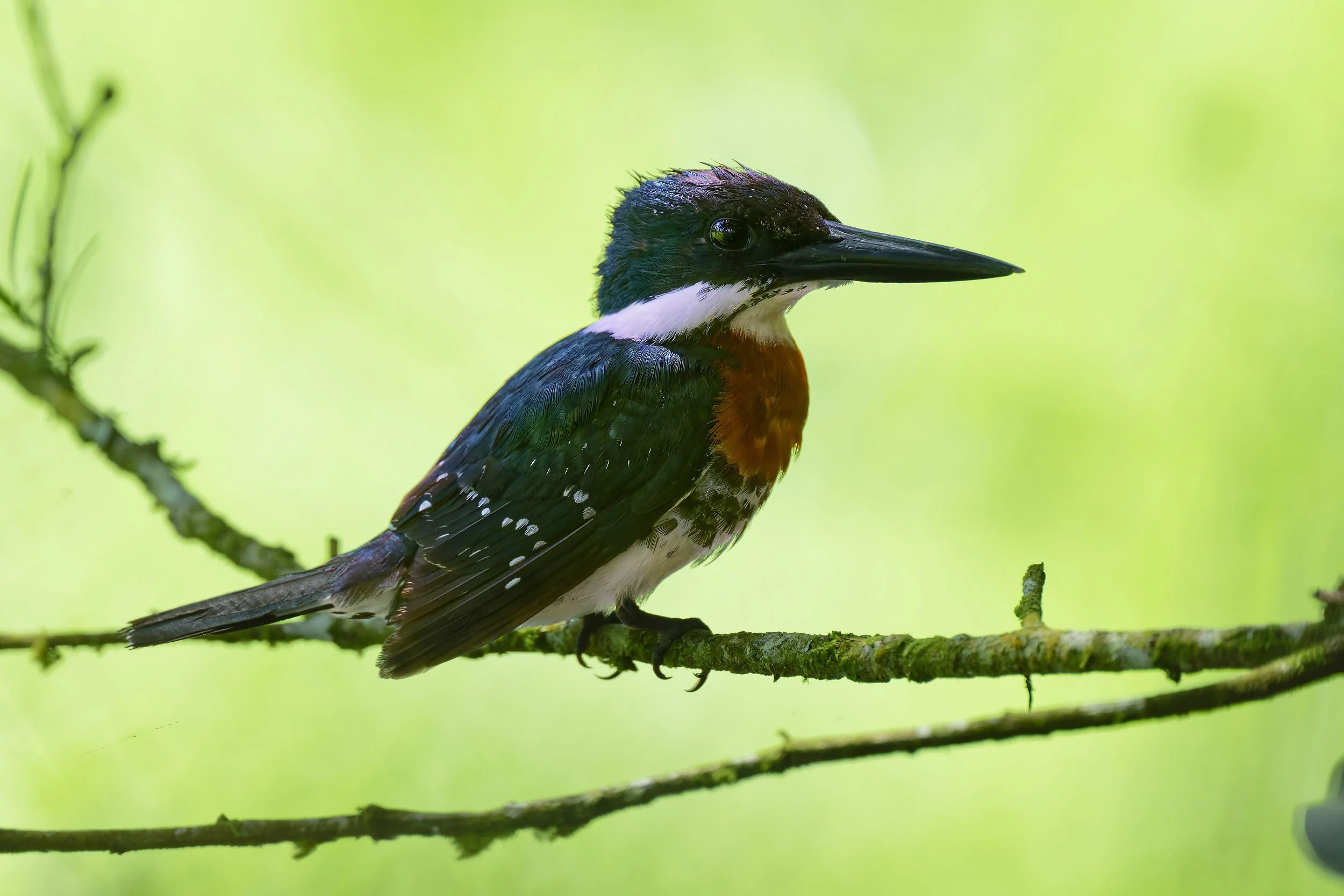 _DSC9135green kingfisherlong tailed sliky flycatcher.jpg
