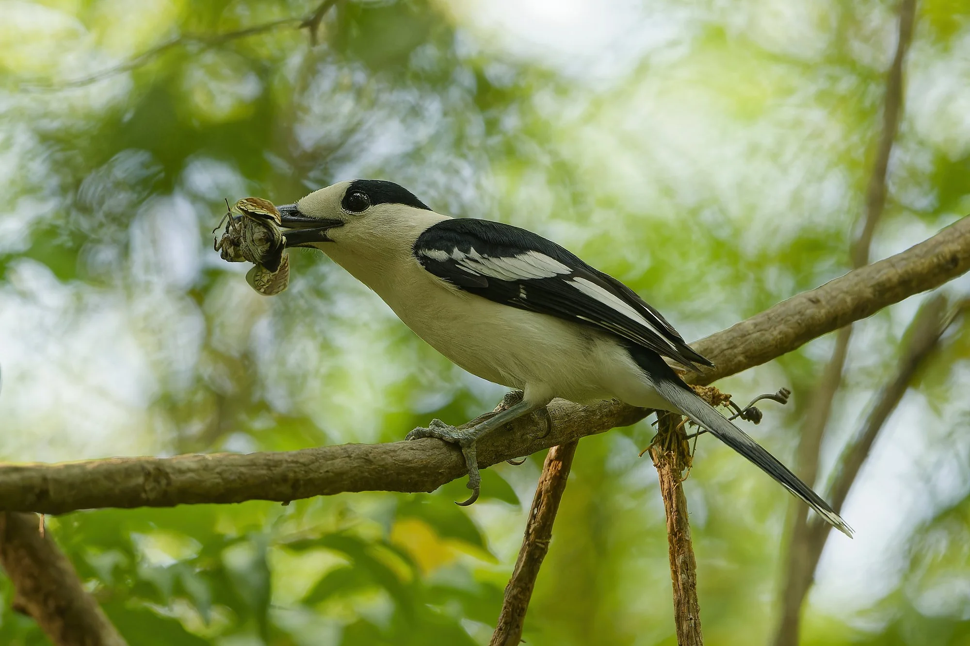 _DSC4054hook billed vangapalebilled woodpecsker.jpg