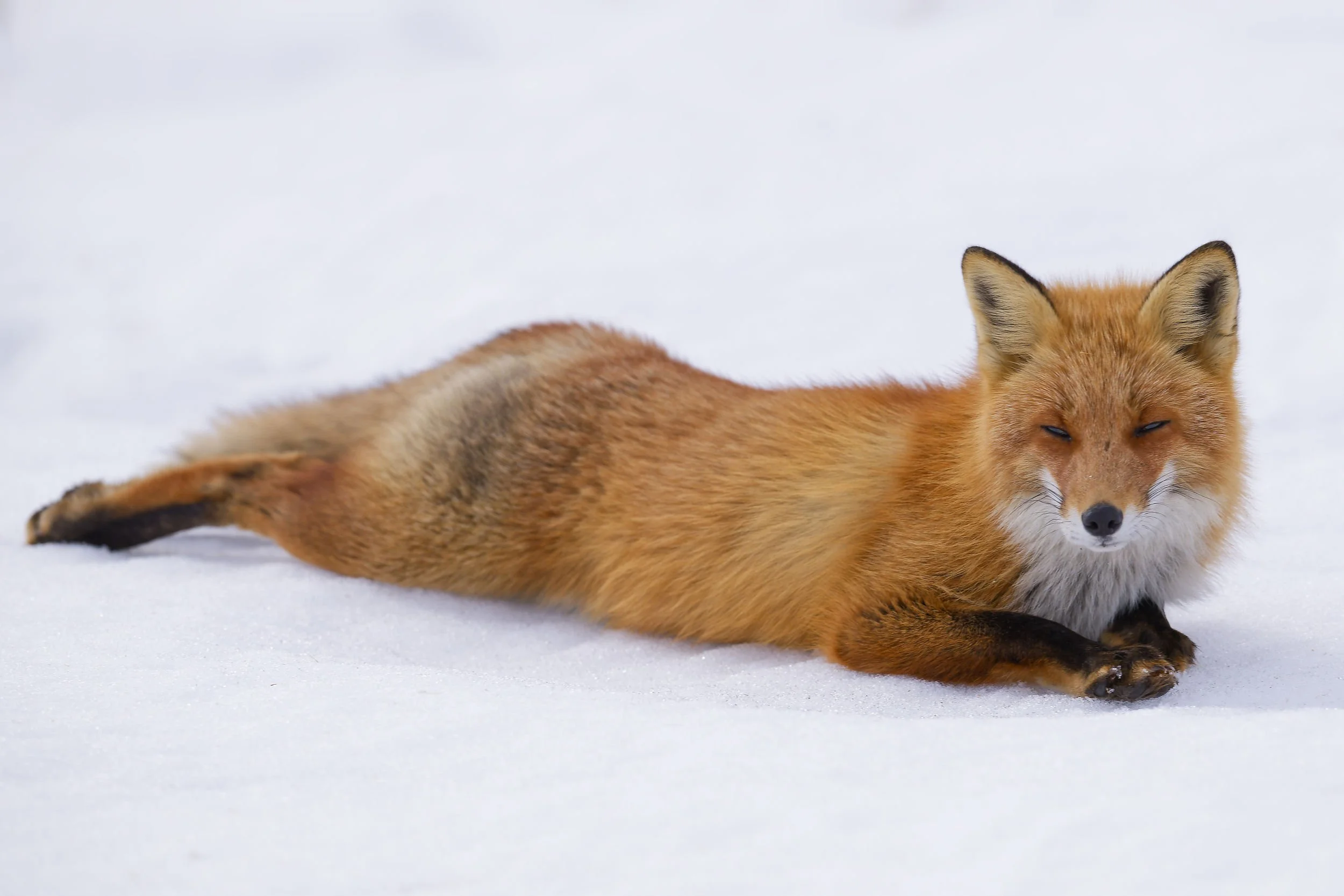 _DSC4095fox2.jpg