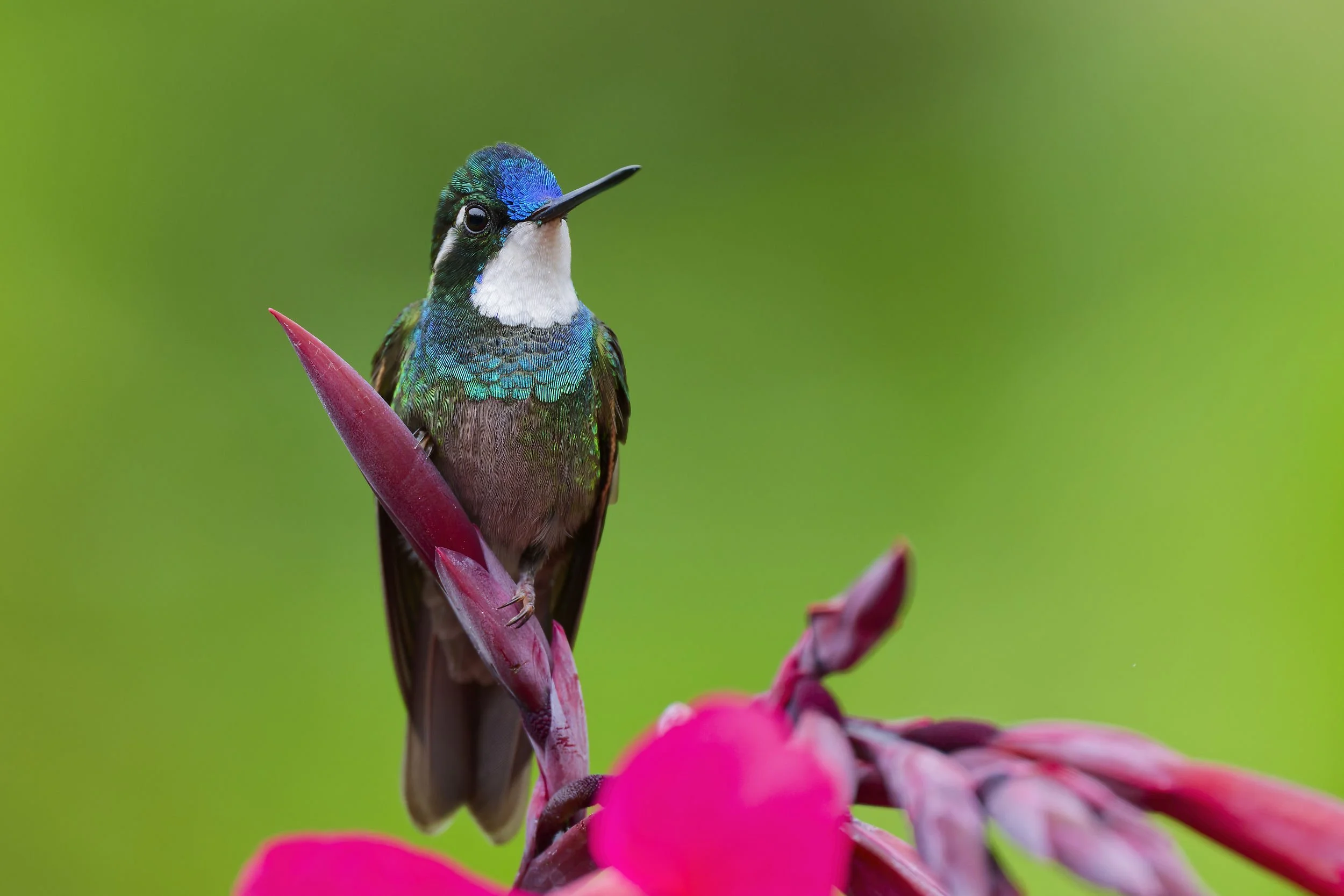 _DSC5249mountain gem3long tailed sliky flycatcher.jpg