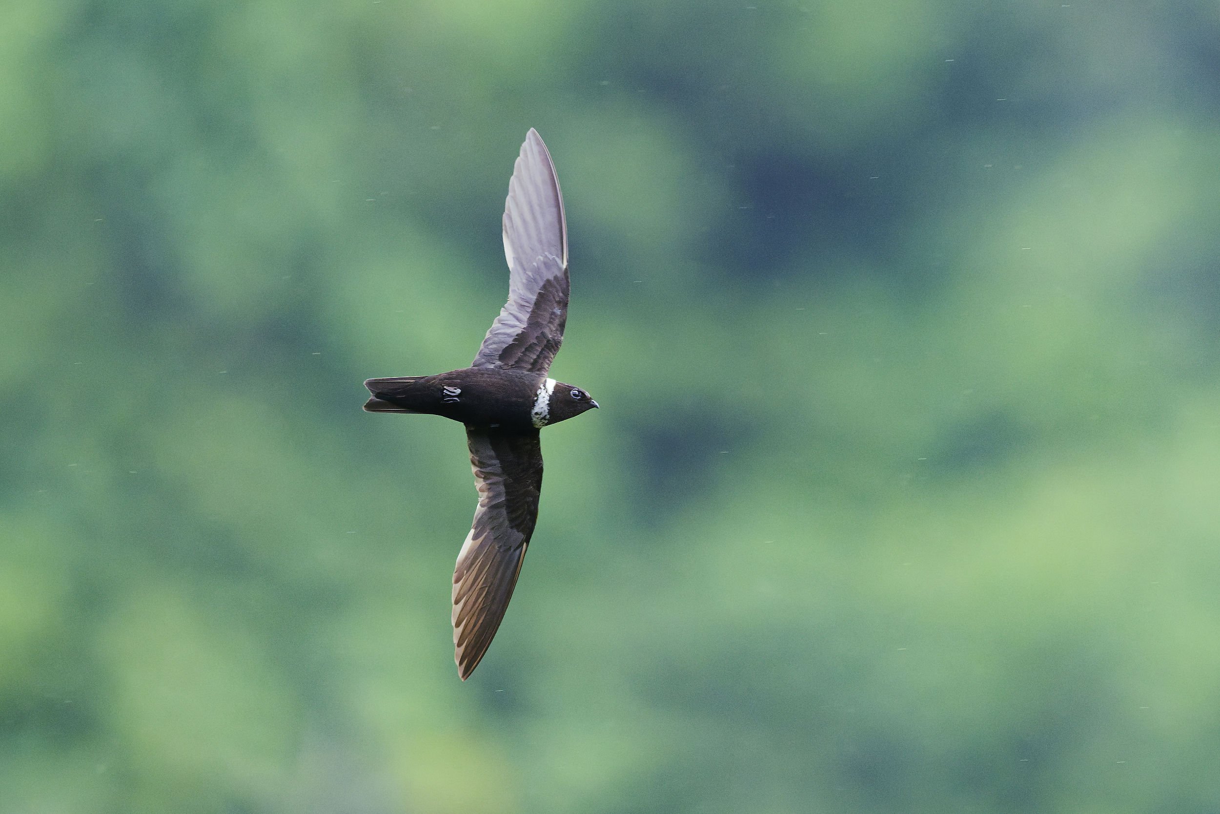 _DSC4356white collared swift11long tailed sliky flycatcher.jpg