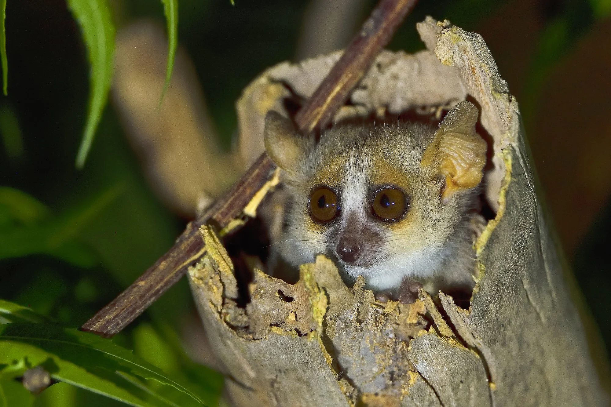 mouse lemurpalebilled woodpecsker.jpg