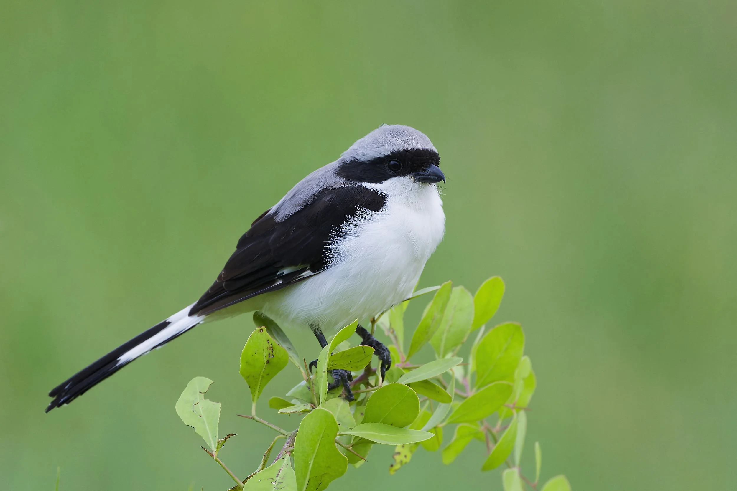 _DSC9703grey backed fiscallong tailed sliky flycatcher.jpg