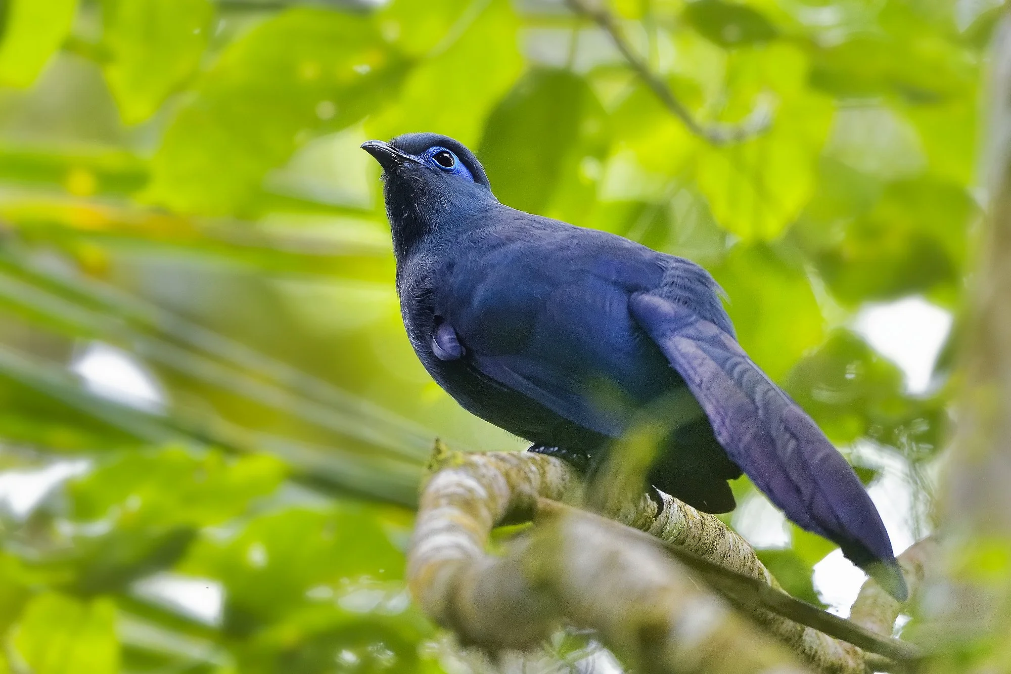 blue couapalebilled woodpecsker.jpg