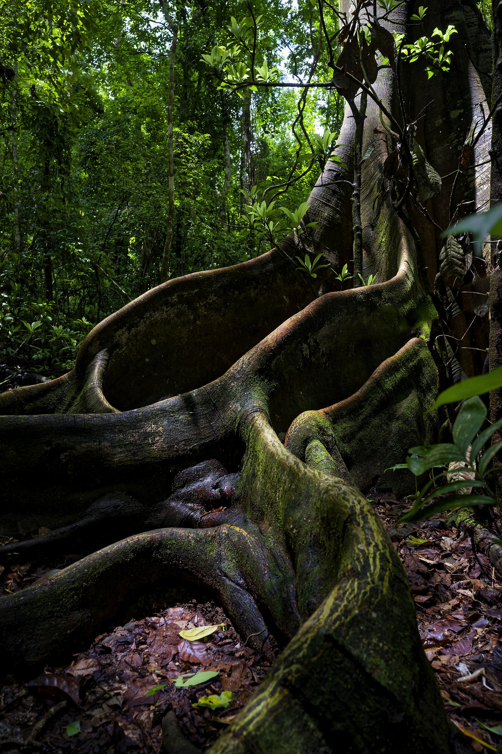 _DSC3718tree roots2long tailed sliky flycatcher.jpg