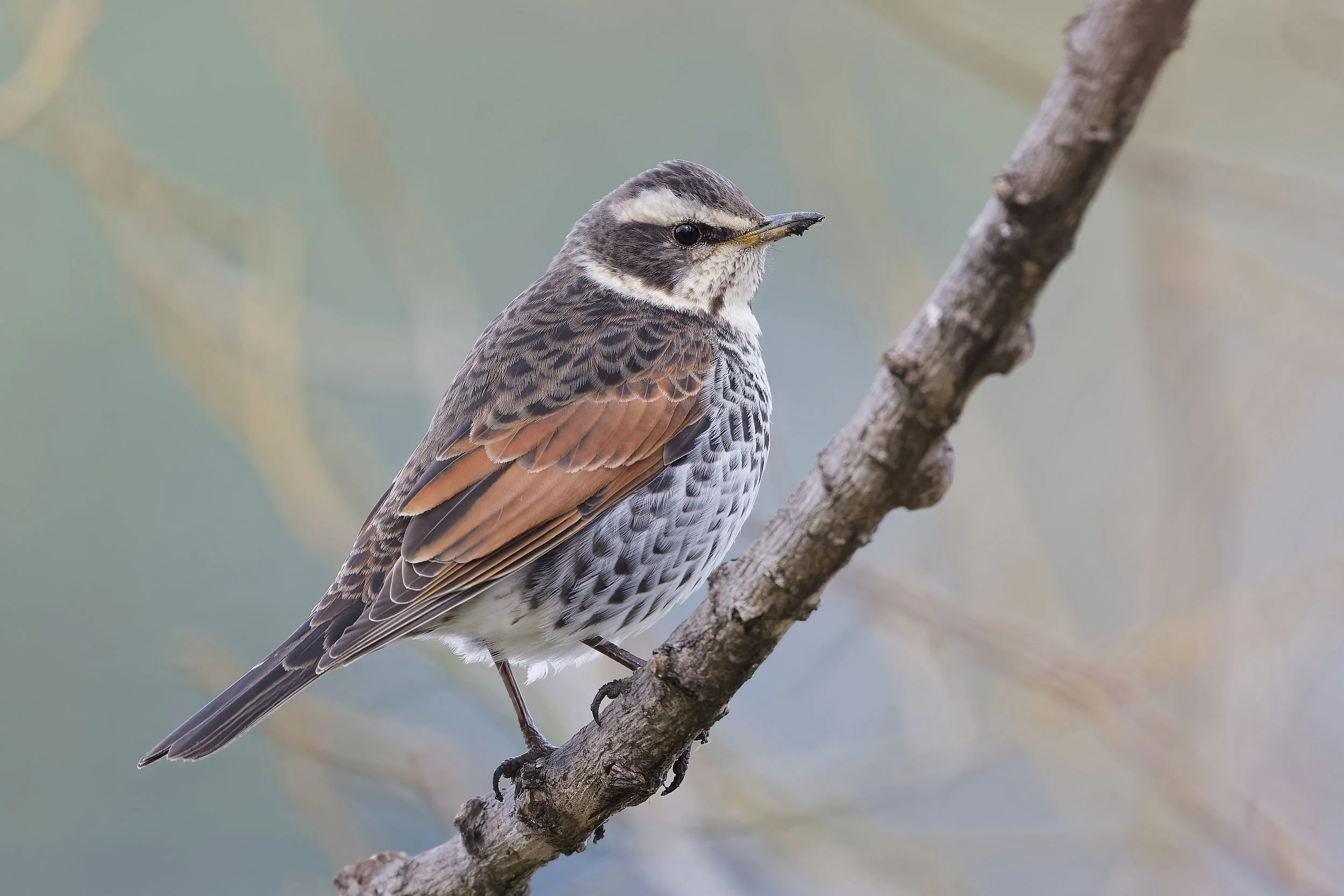 _DSC6485dusky thrush.jpg