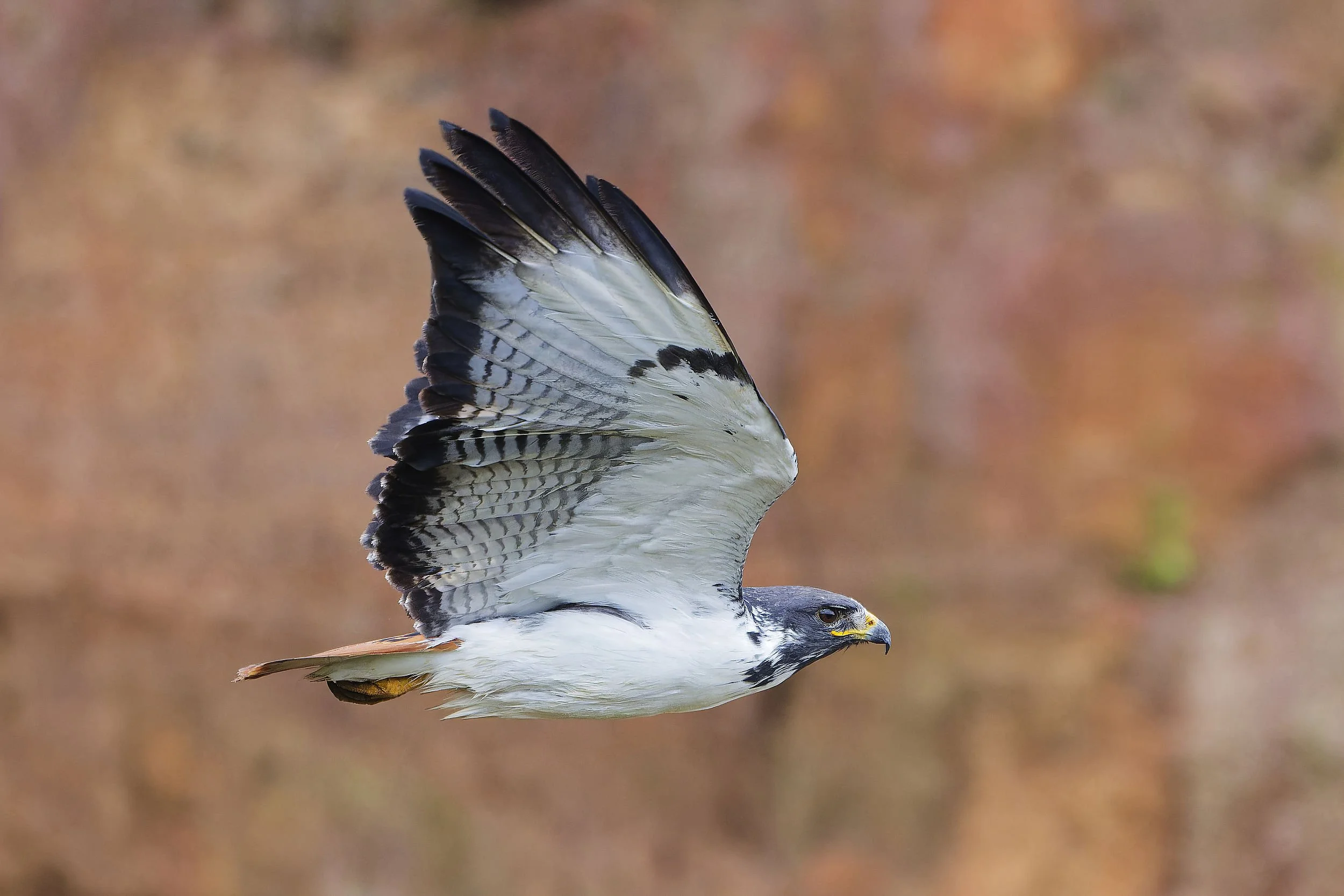 _DSC2137augur buzzardlong tailed sliky flycatcher.jpg