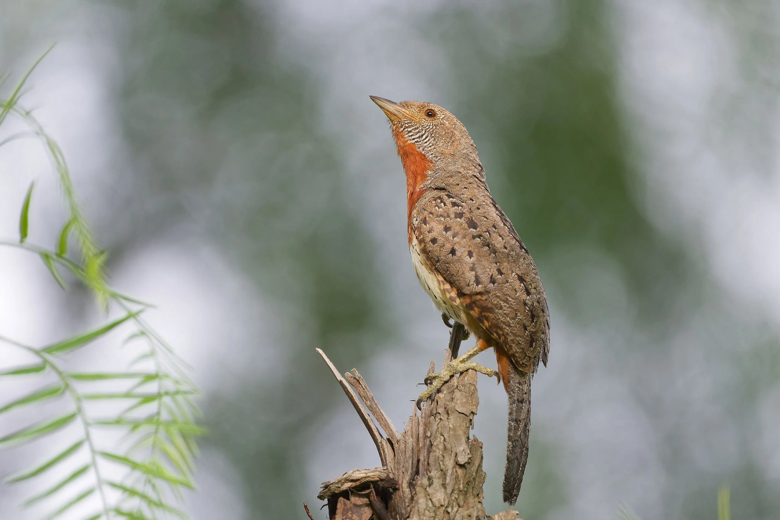 _DSC1291rufous throated wryneck2long tailed sliky flycatcher.jpg