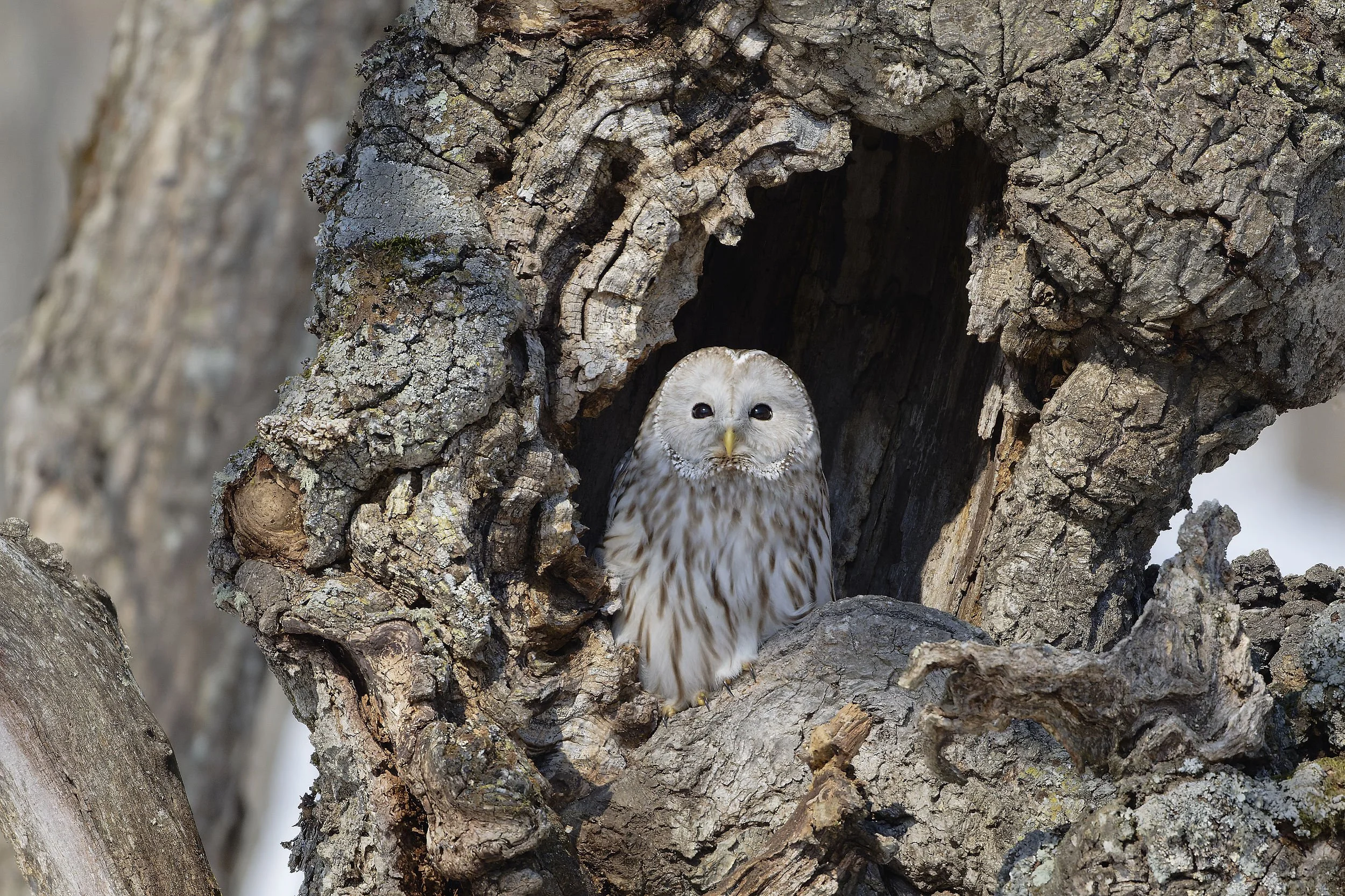 _DSC5740ural owl4_01.jpg