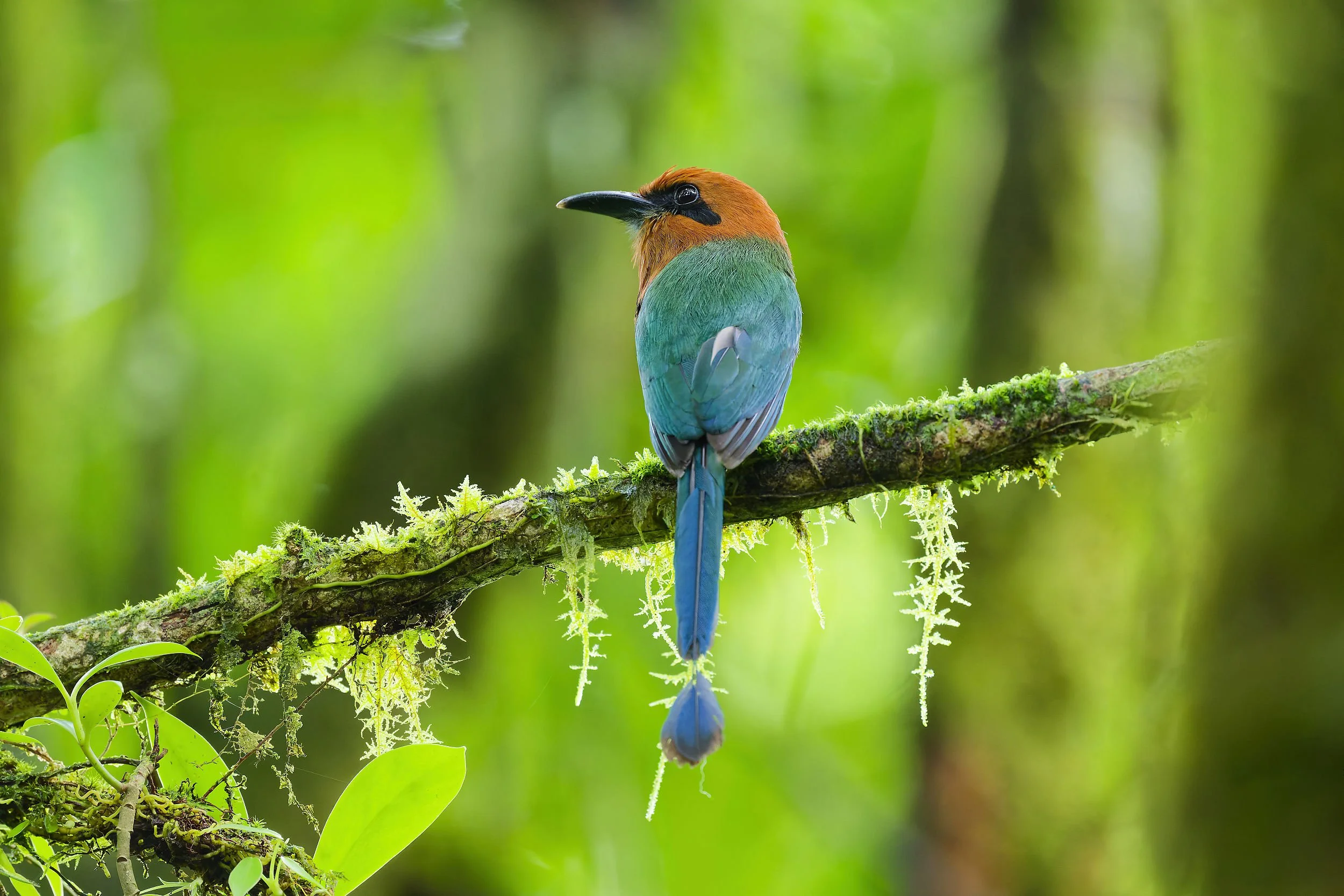 _DSC4163broad billed motmot2long tailed sliky flycatcher.jpg