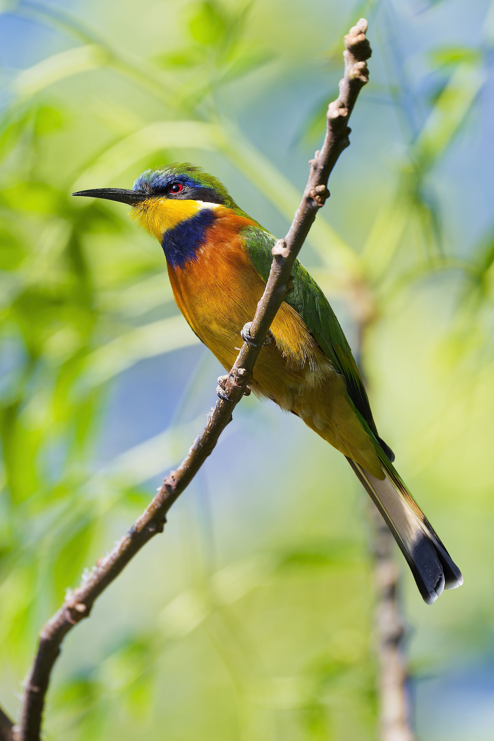 _DSC9100ethiopian bee eaterlong tailed sliky flycatcher.jpg