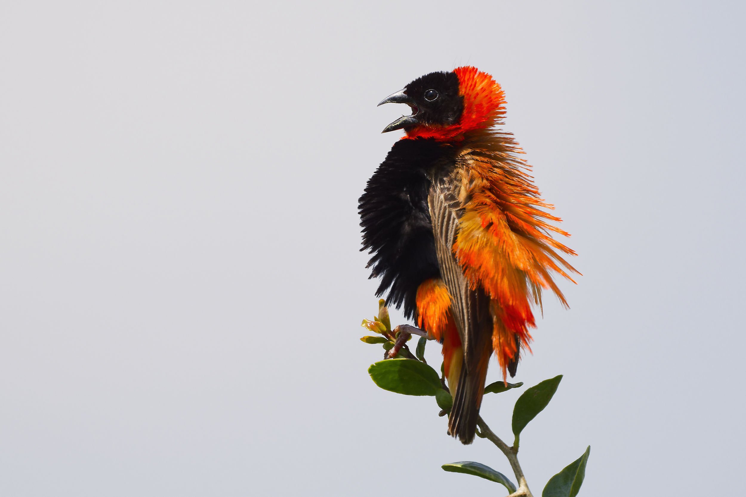 _DSC8815red bishoplong tailed sliky flycatcher.jpg