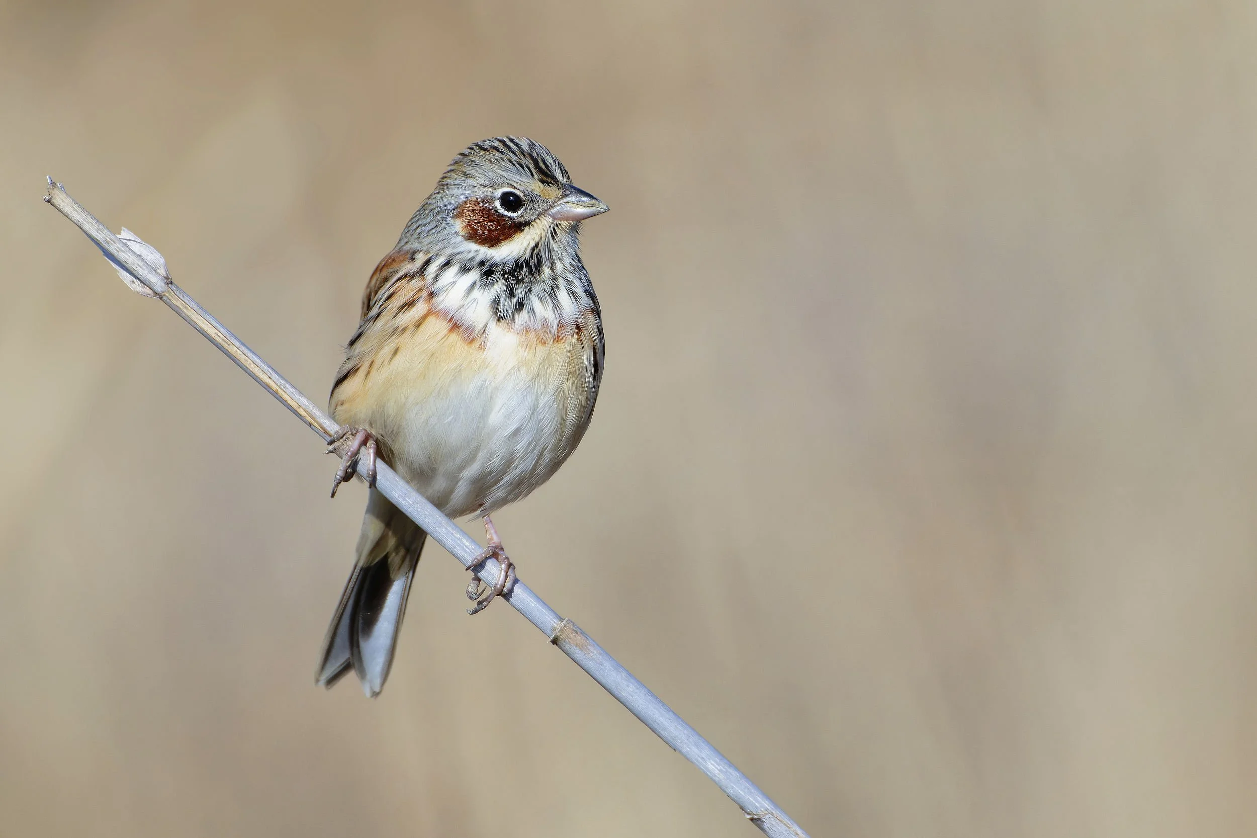 _DSC0624chestnut eared bunting_01.jpg