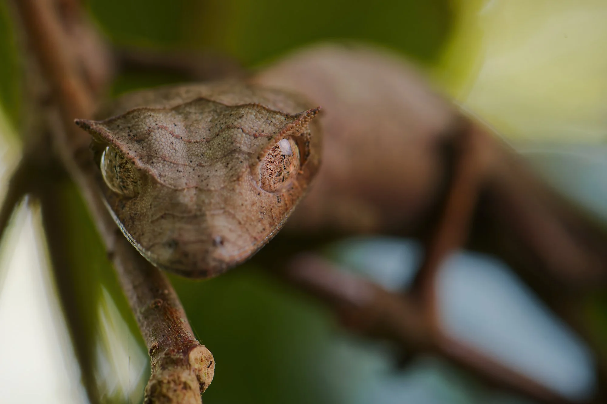 _DSC0779geckopalebilled woodpecsker.jpg