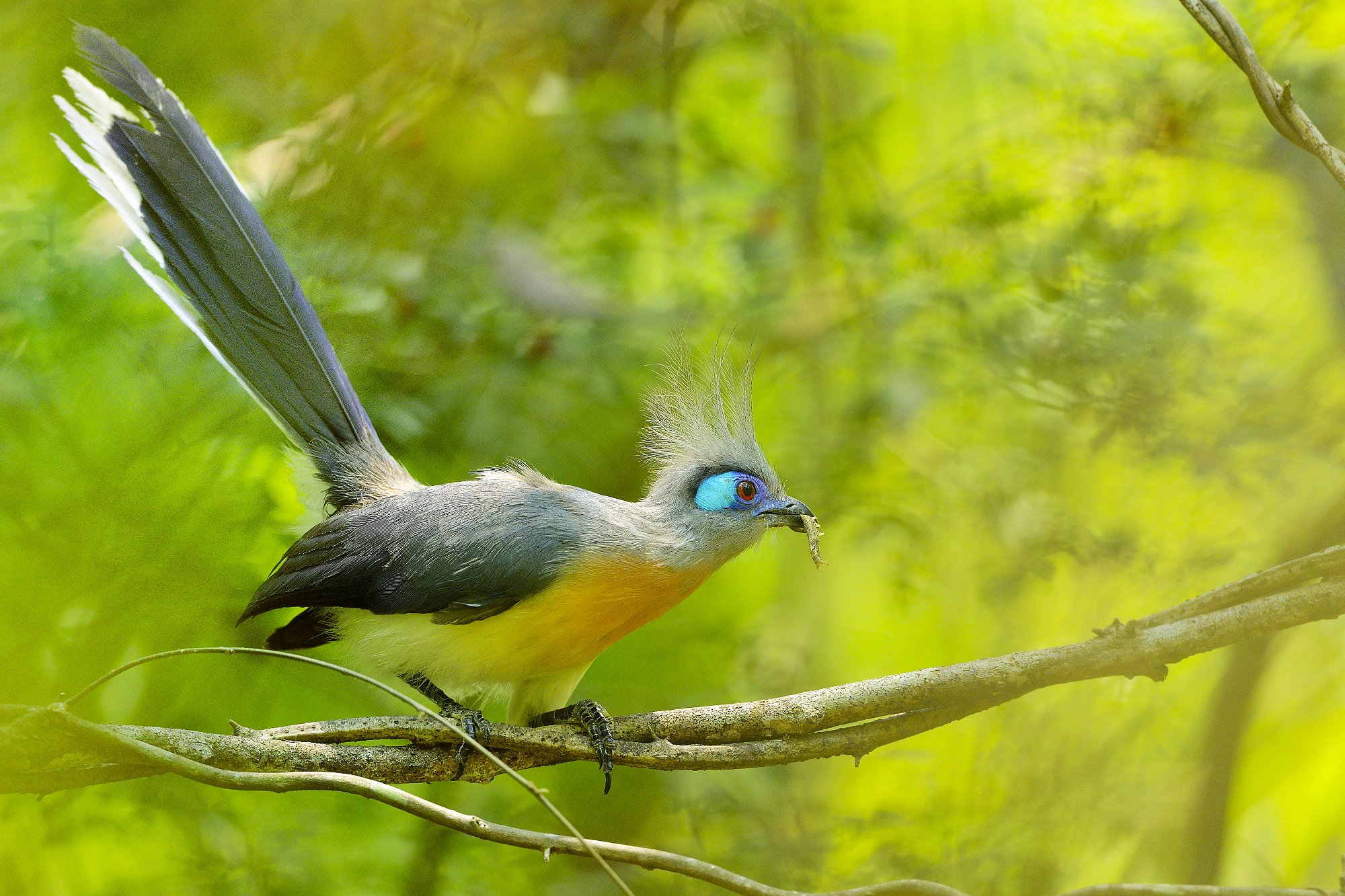 crested couapalebilled woodpecsker.jpg