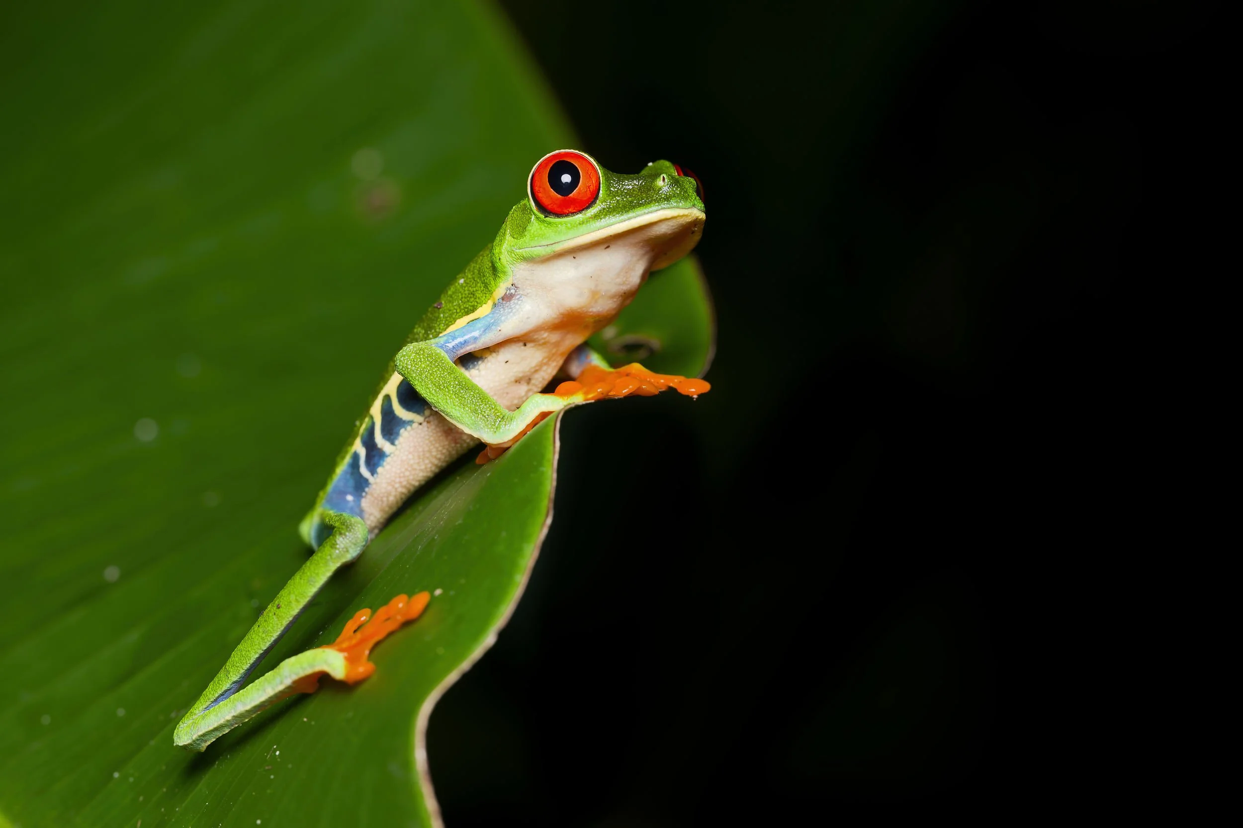 _DSC1702red eyed leaf frog3long tailed sliky flycatcher.jpg