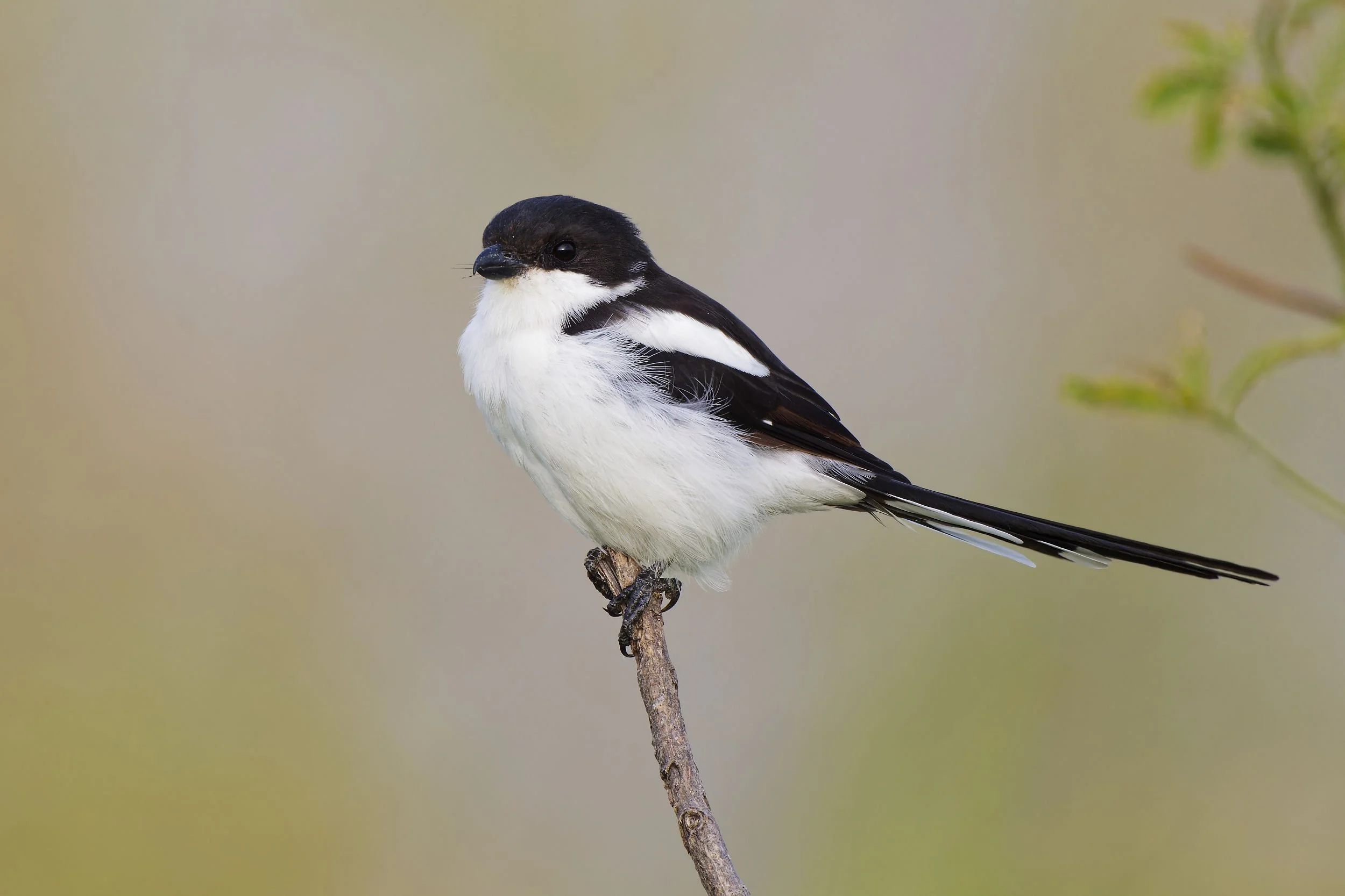 _DSC1994northernfiscal 2long tailed sliky flycatcher.jpg
