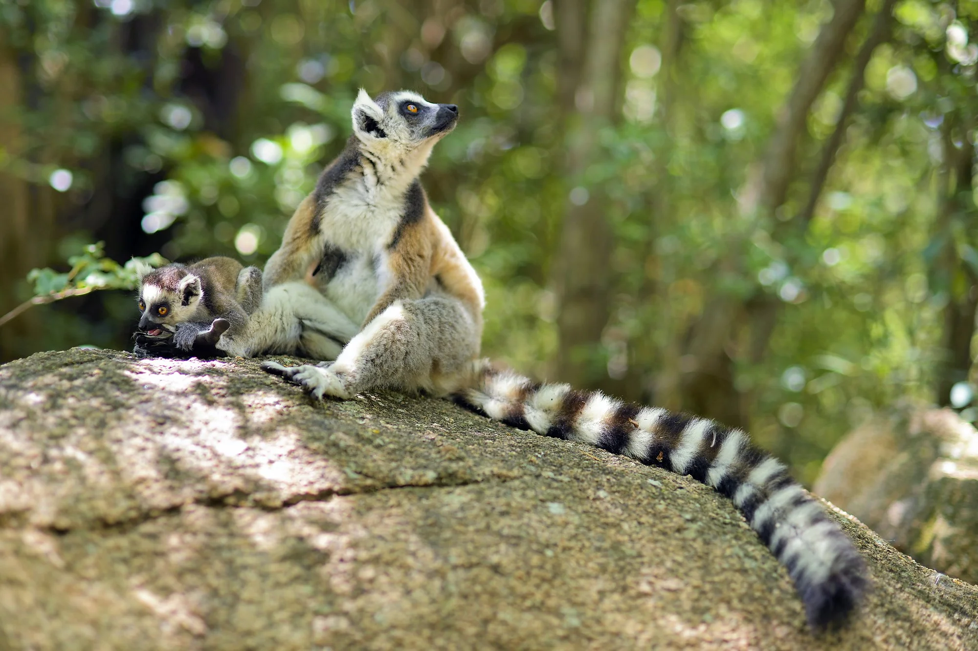 ringed tailed lemurs 5palebilled woodpecsker.jpg