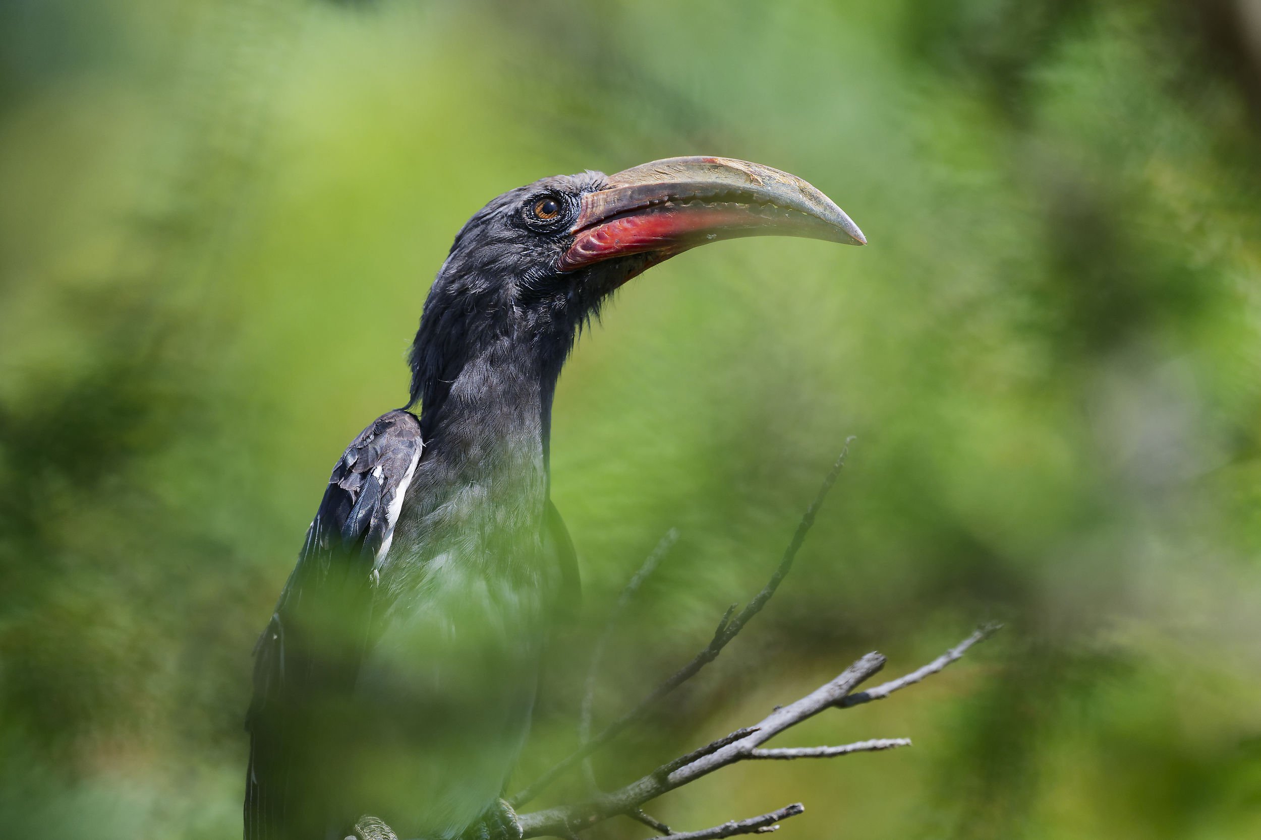 _DSC7484hemprich's hornbilllong tailed sliky flycatcher.jpg