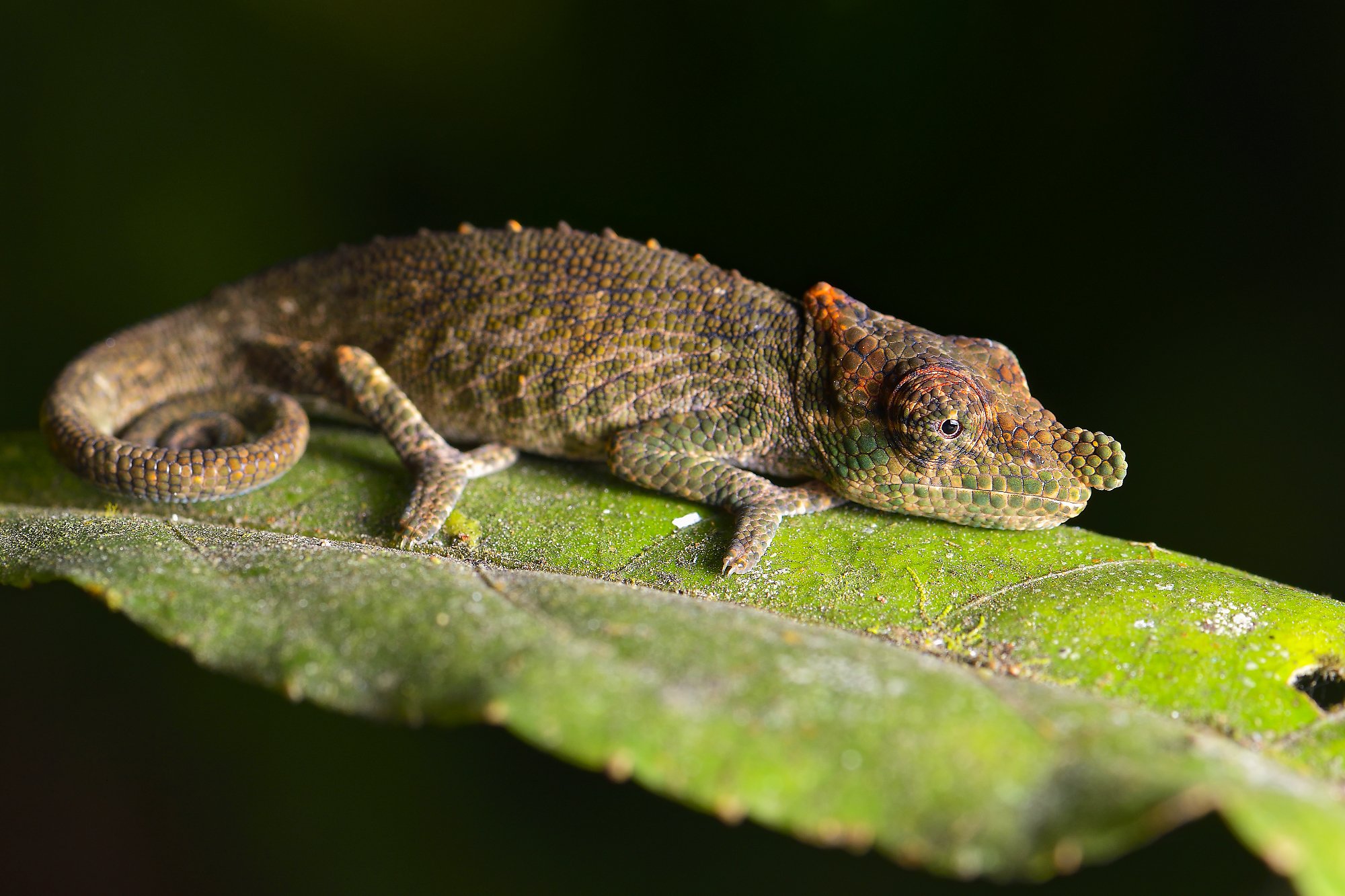 cameleon sp 2palebilled woodpecsker.jpg