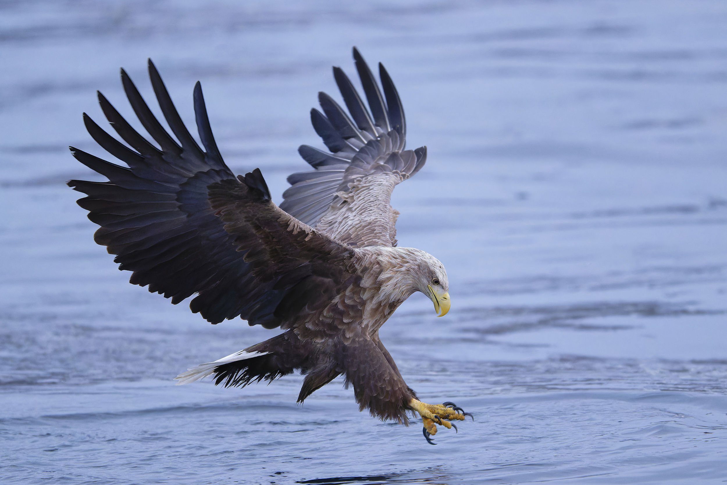 _DSC0022white tailed sea eagle_01.jpg