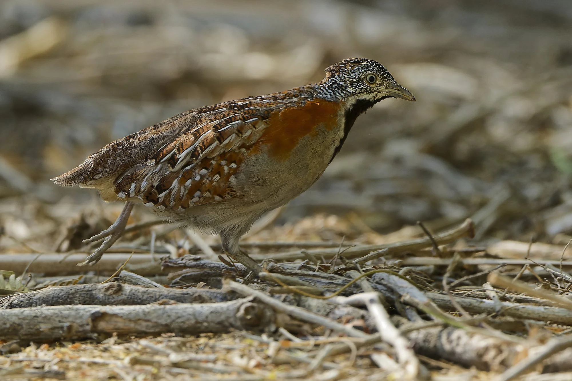 _DSC4155button quailpalebilled woodpecsker.jpg