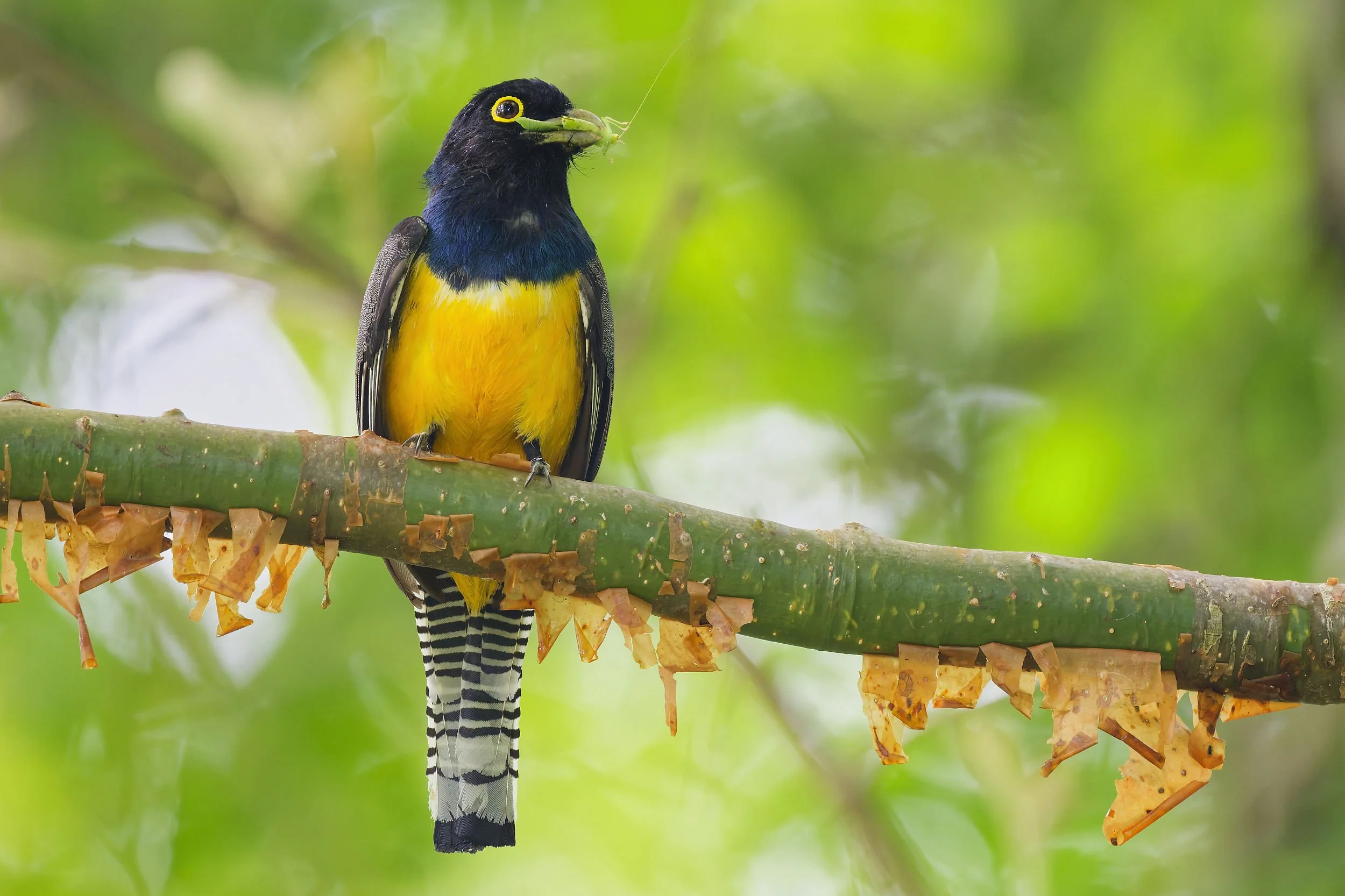 _DSC1582gartered violaceous trogonlong tailed sliky flycatcher.jpg