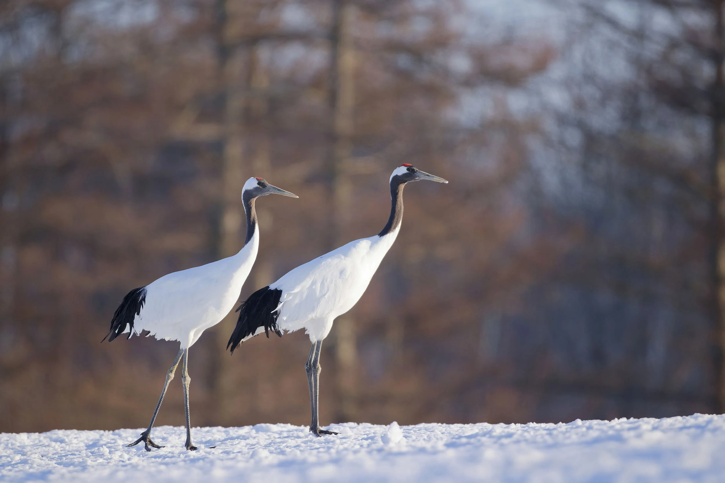 _DSC7772red crowned crane6_01.jpg