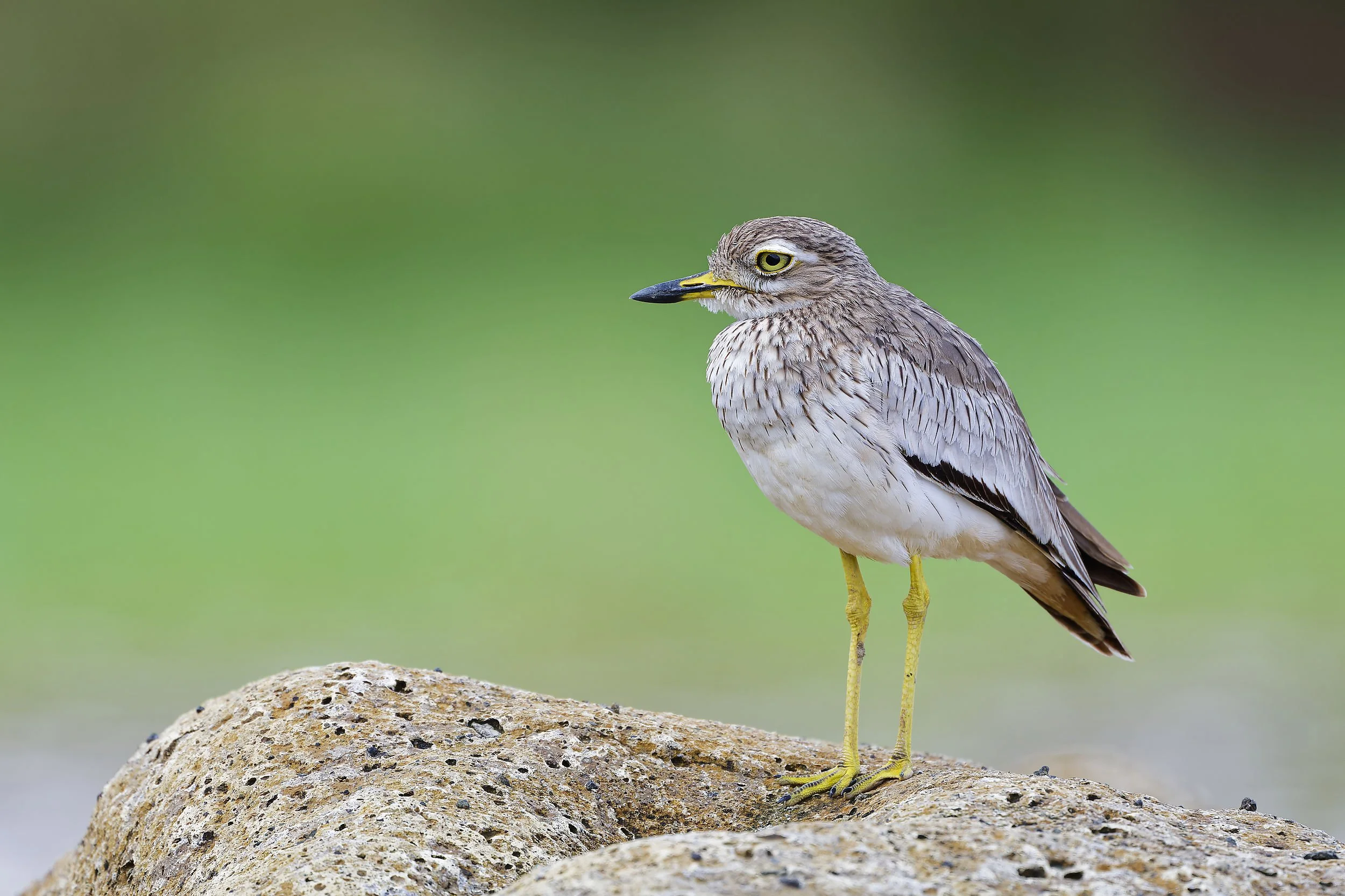 _DSC0847senegal thickneelong tailed sliky flycatcher.jpg