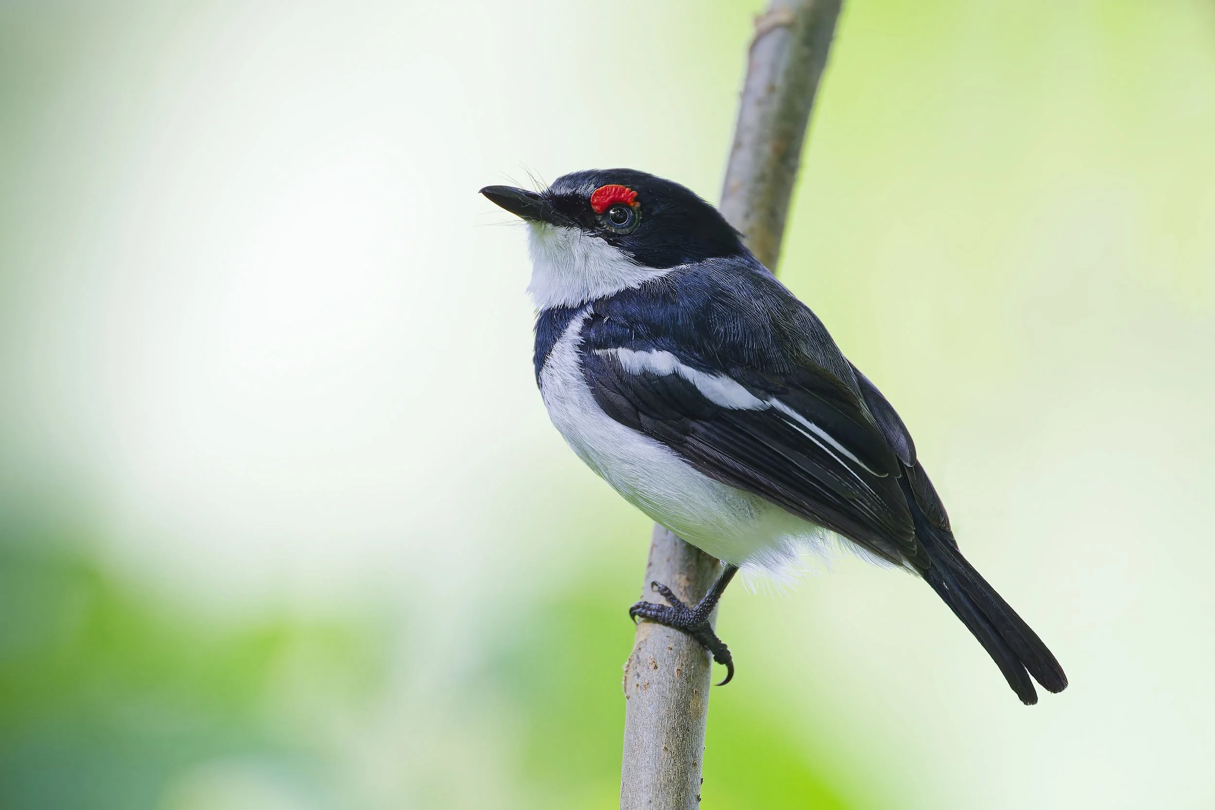 _DSC3515watlledeyelong tailed sliky flycatcher.jpg