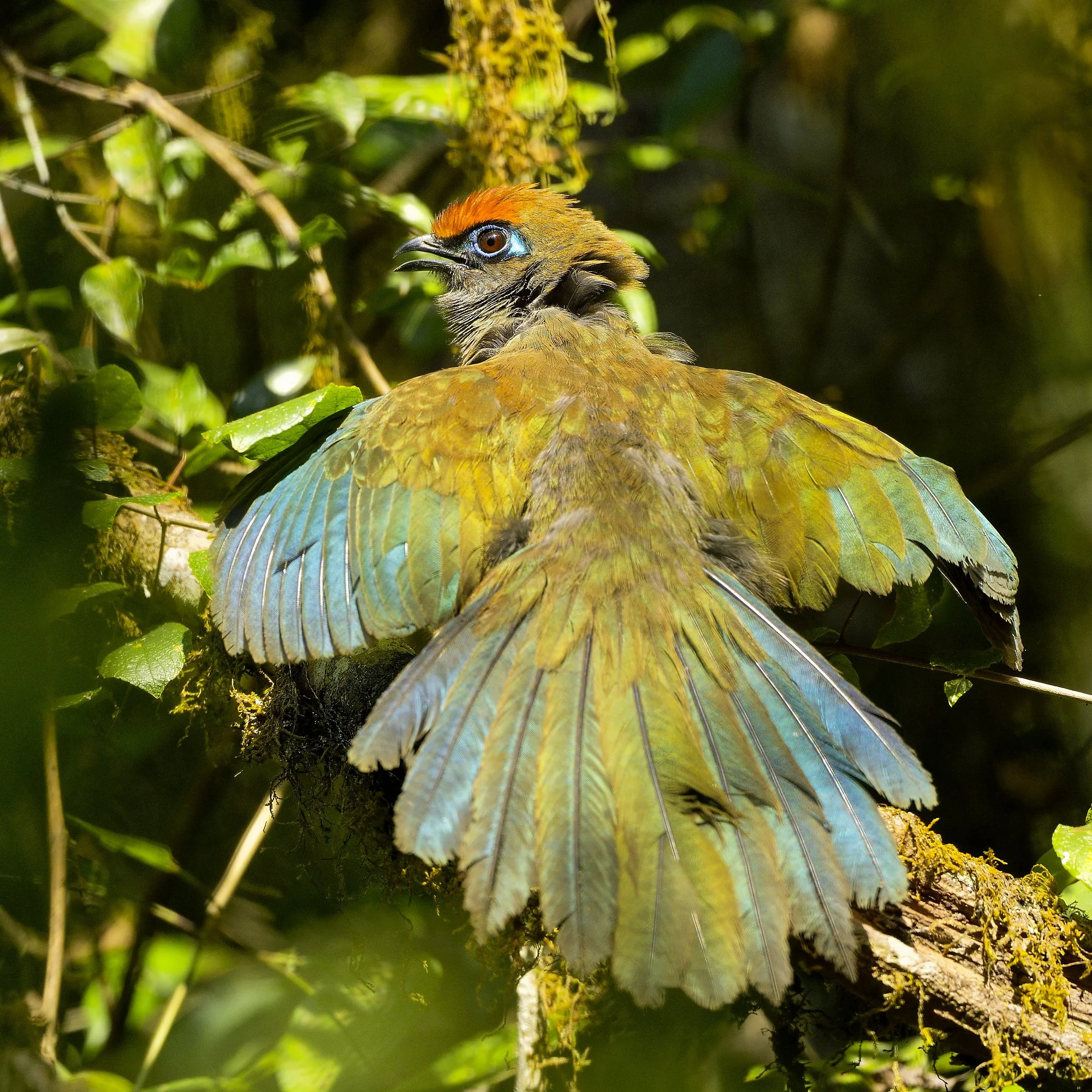 couapalebilled woodpecsker.jpg