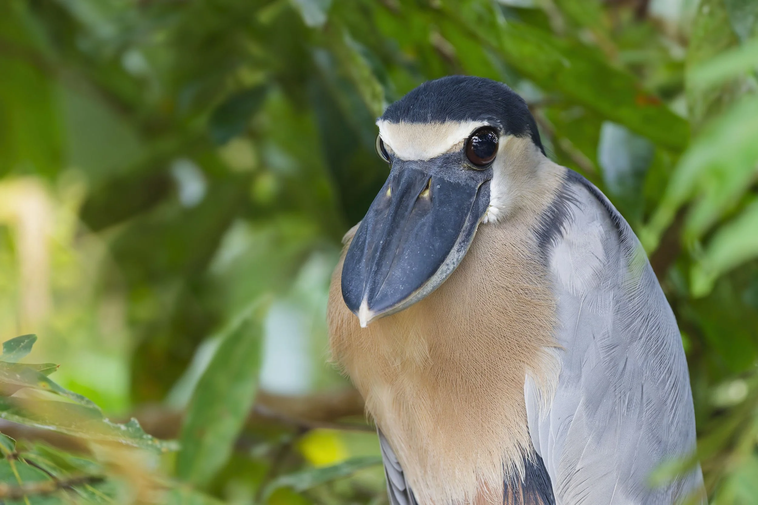 _DSC6401boatbill nightheronlong tailed sliky flycatcher.jpg