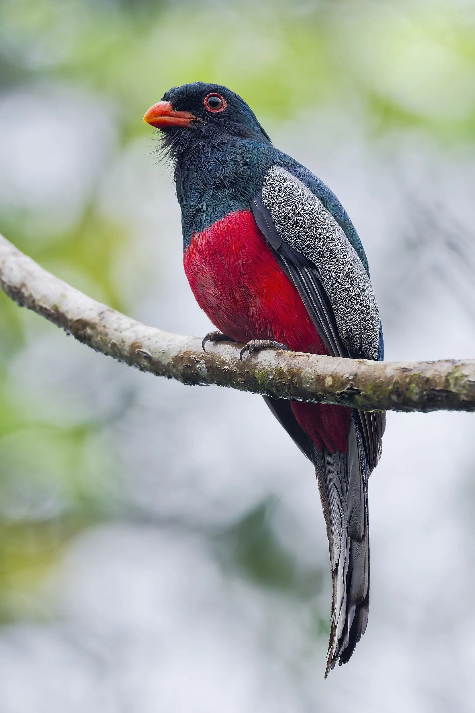 _DSC9571slaty tailed trogonlong tailed sliky flycatcher.jpg
