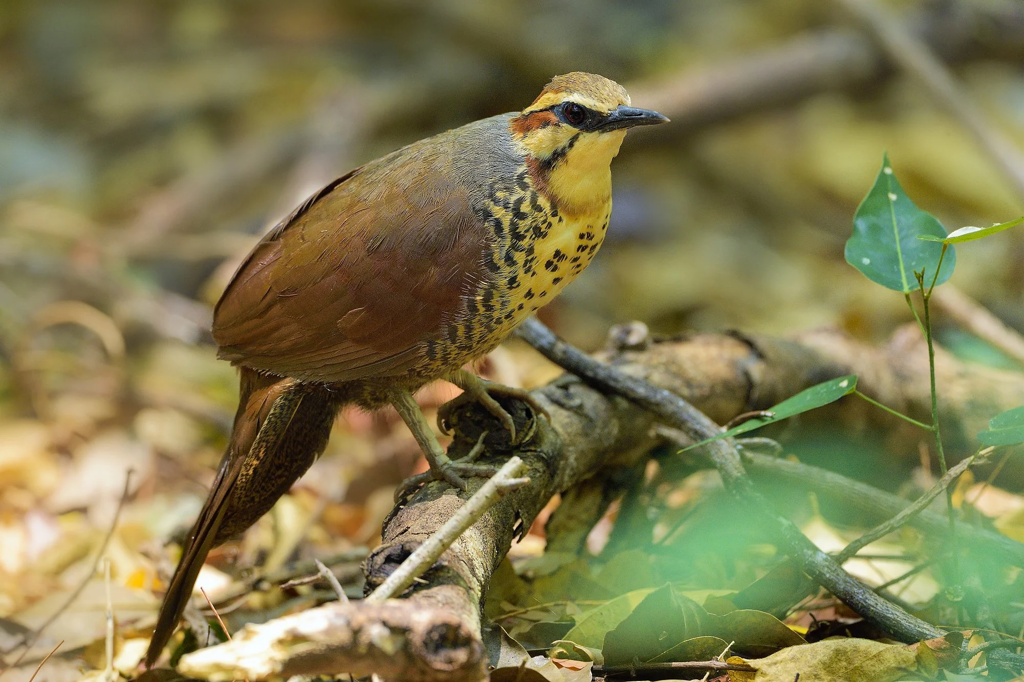 white throated mesitepalebilled woodpecsker.jpg