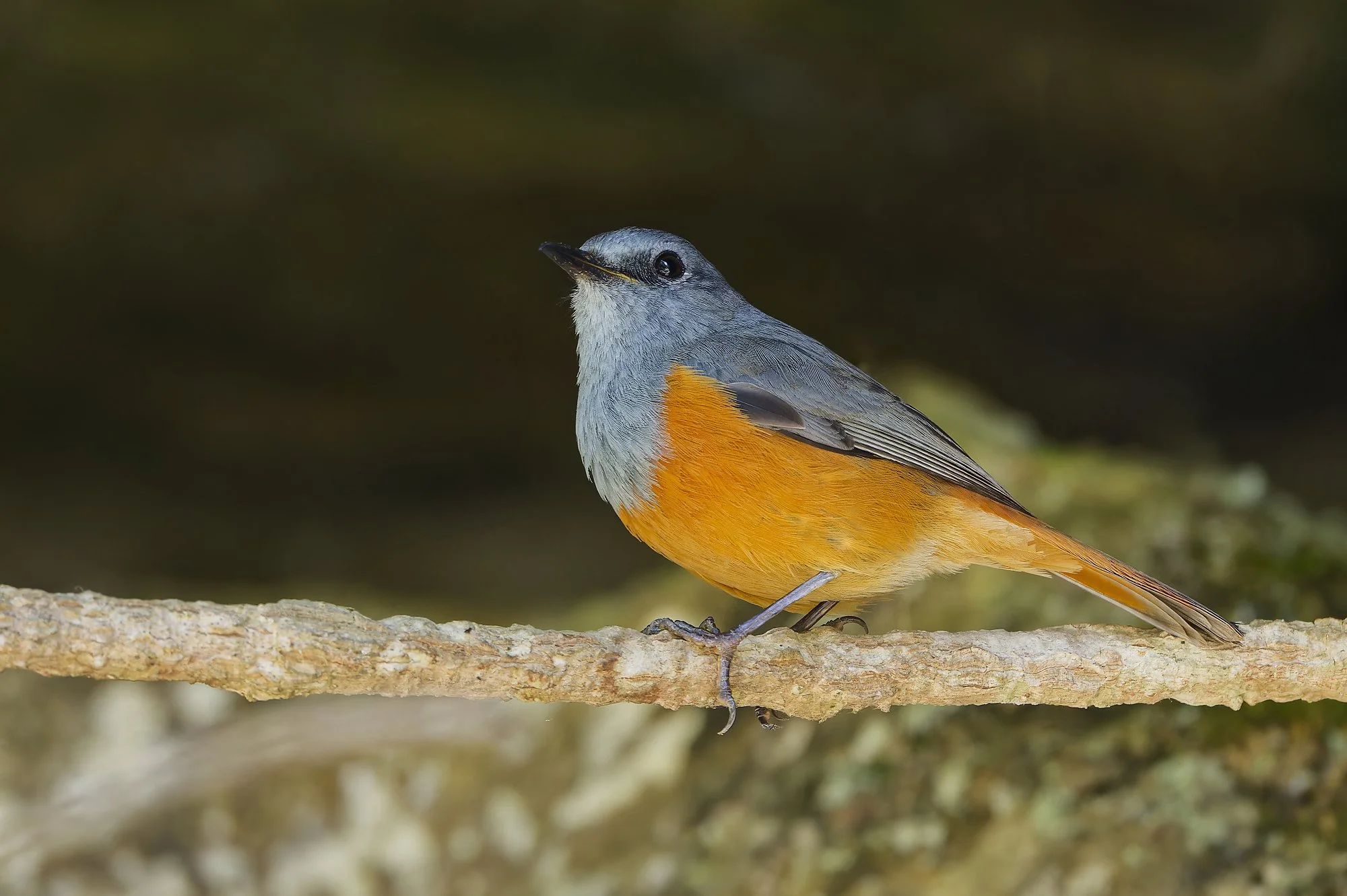 _DSC7815rock thrushpalebilled woodpecsker.jpg