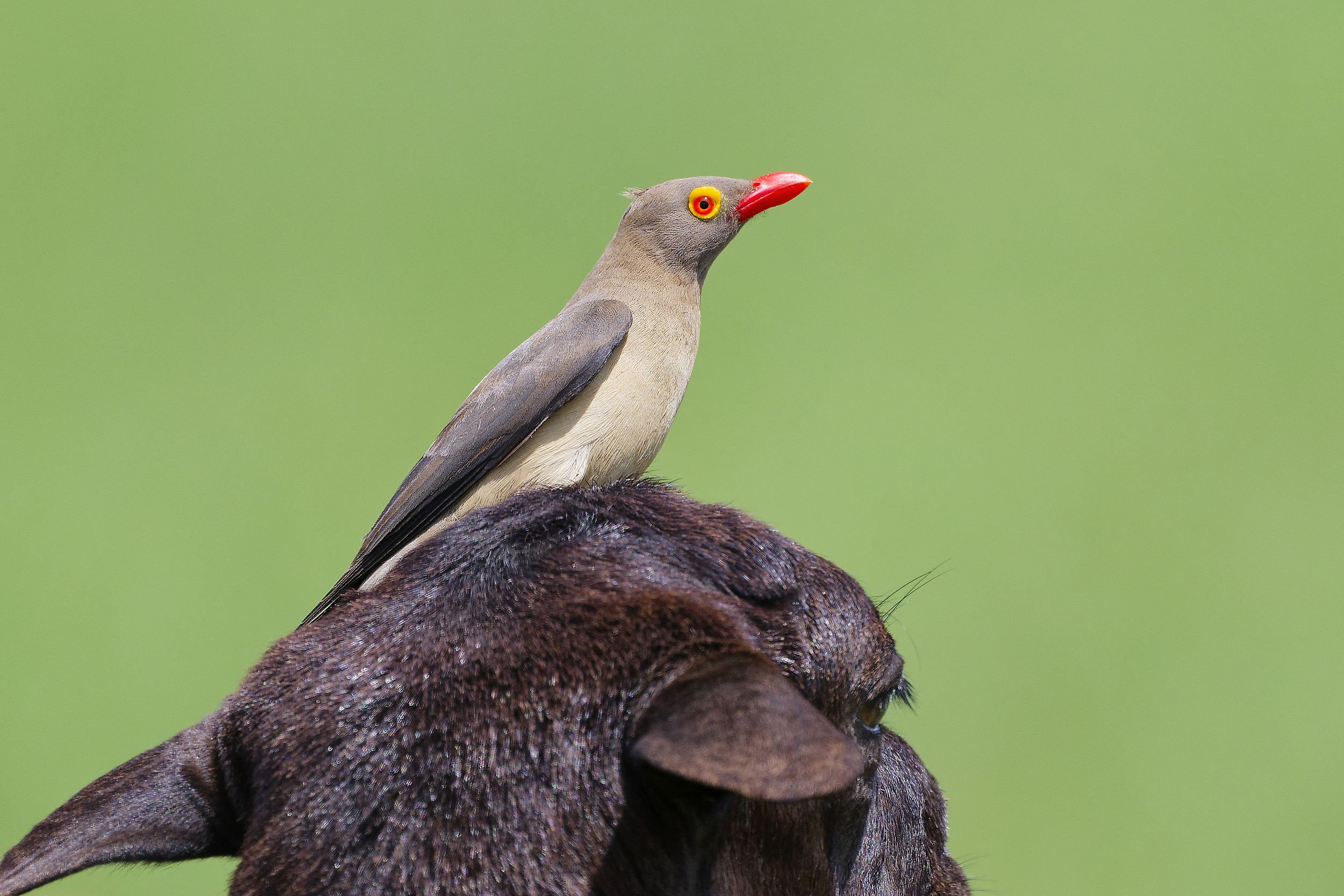 _DSC8480picboeuflong tailed sliky flycatcher.jpg
