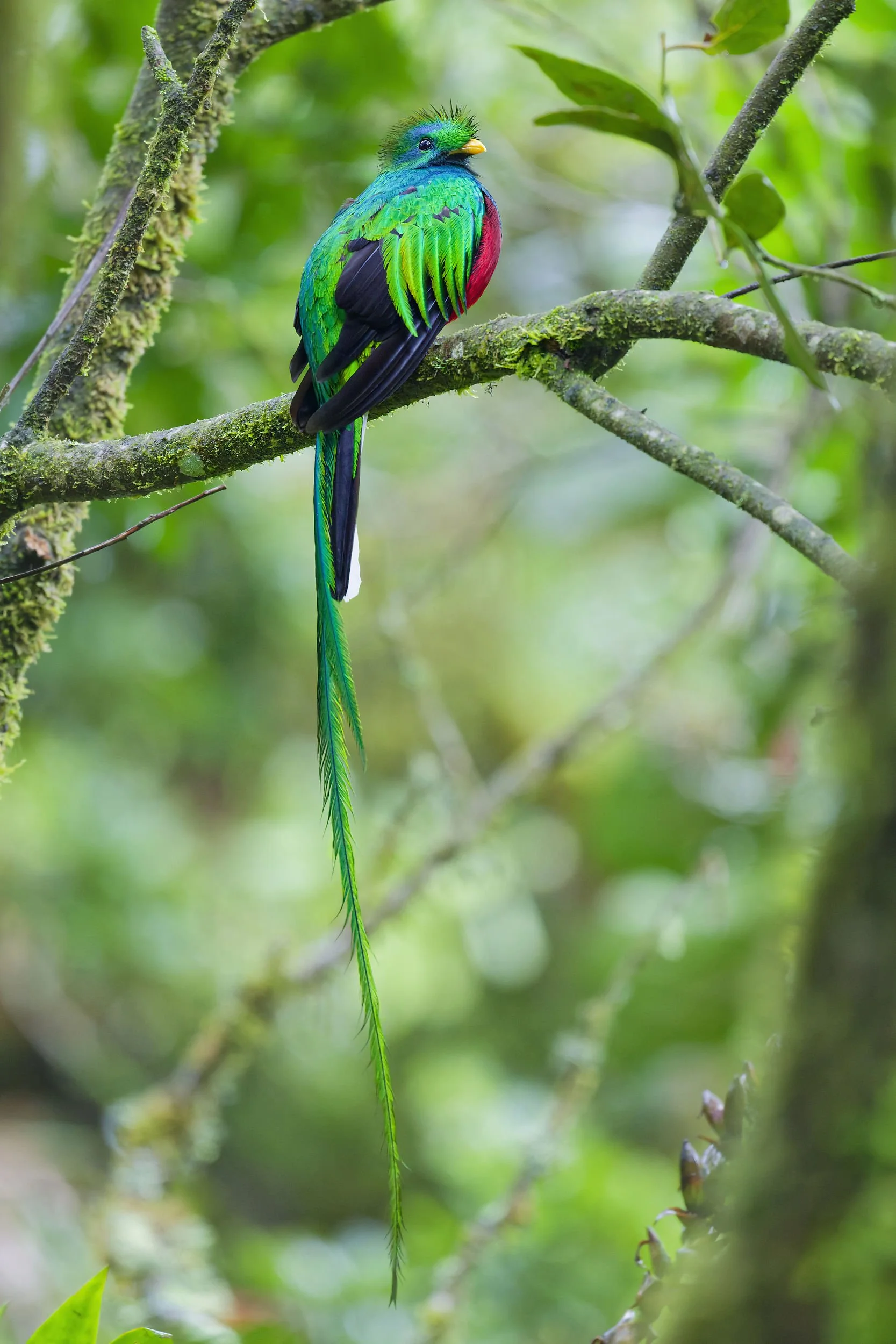 _DSC3747quetzal2long tailed sliky flycatcher.jpg